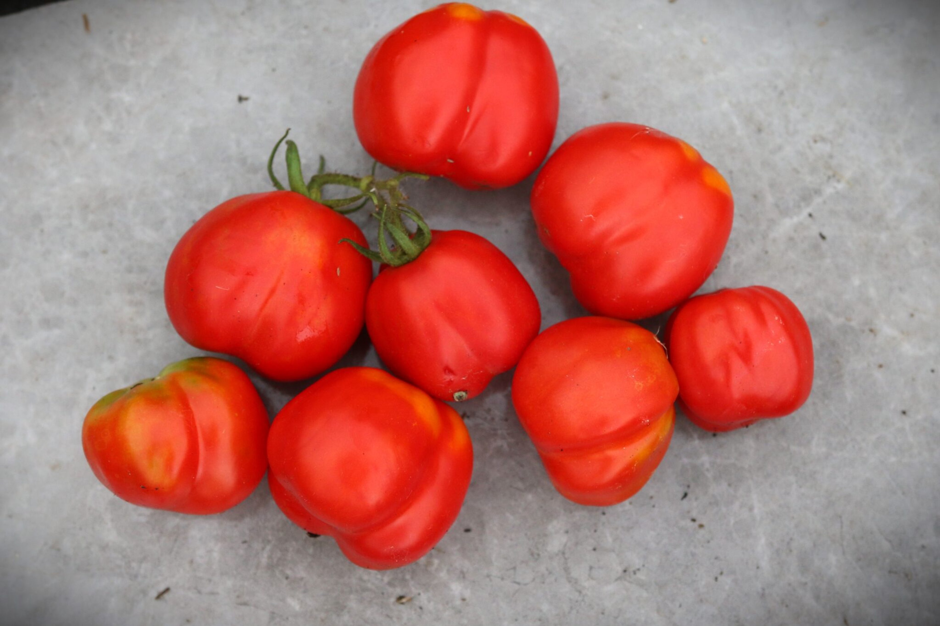 Charlie Chaplin - Svenskodlade tomatfrön från Svenska Frön