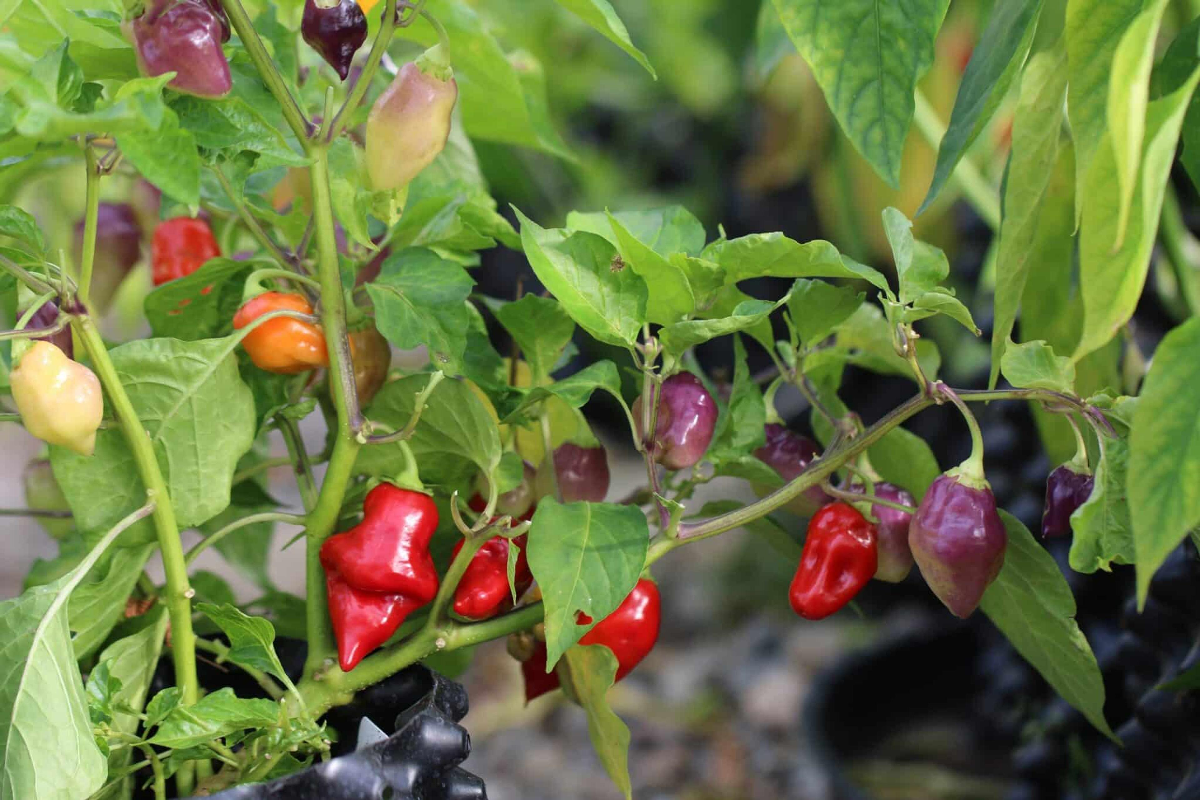 Scarlet Lantern Peru miniatyrbild 1