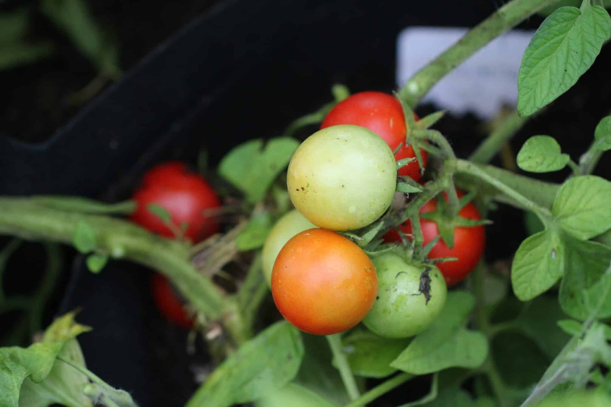 Köp Craigella - Tomatfrön online hos Chilifrön.se Röda Craigella-tomater med jämn mognad utan grönrygg