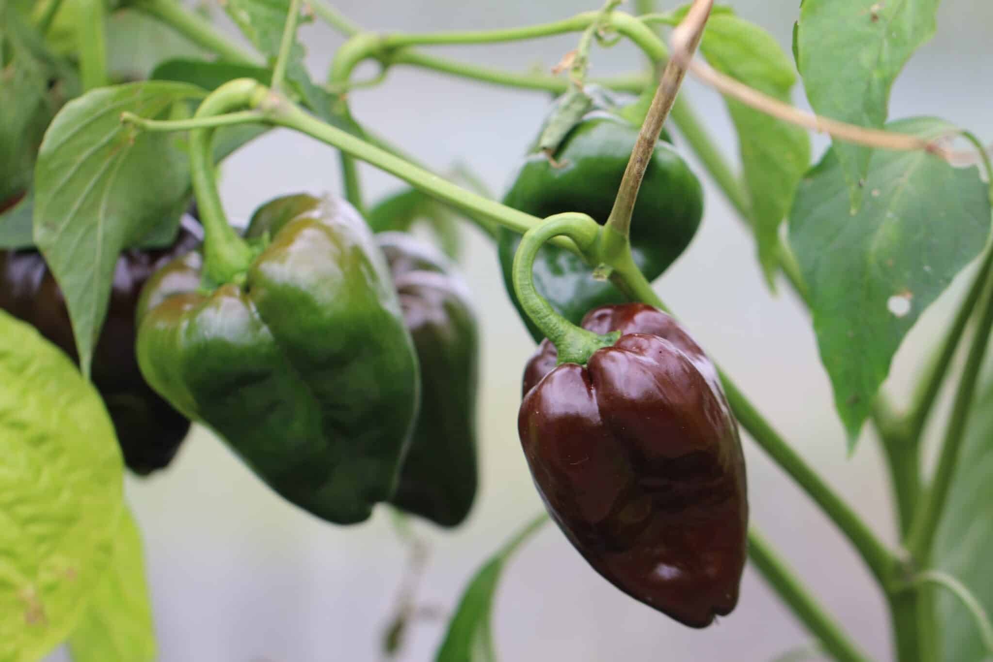 Köp Ancho Mulato - Chilifrön online hos Svenska Frön Ancho Mulato - Svenskodlade chilifrön från Svenska Frön