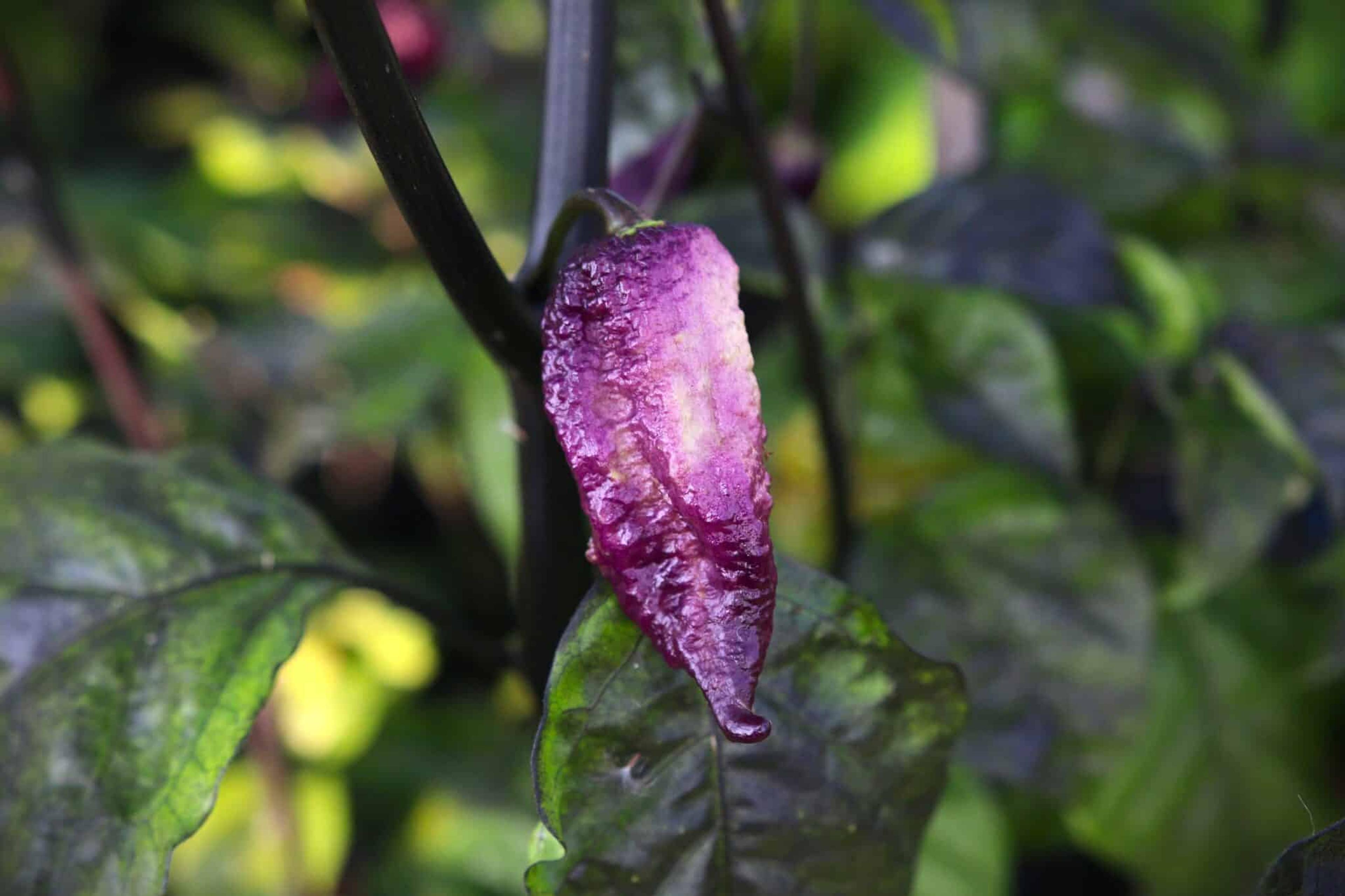 Faddas Boar Claws Purple miniatyrbild 1