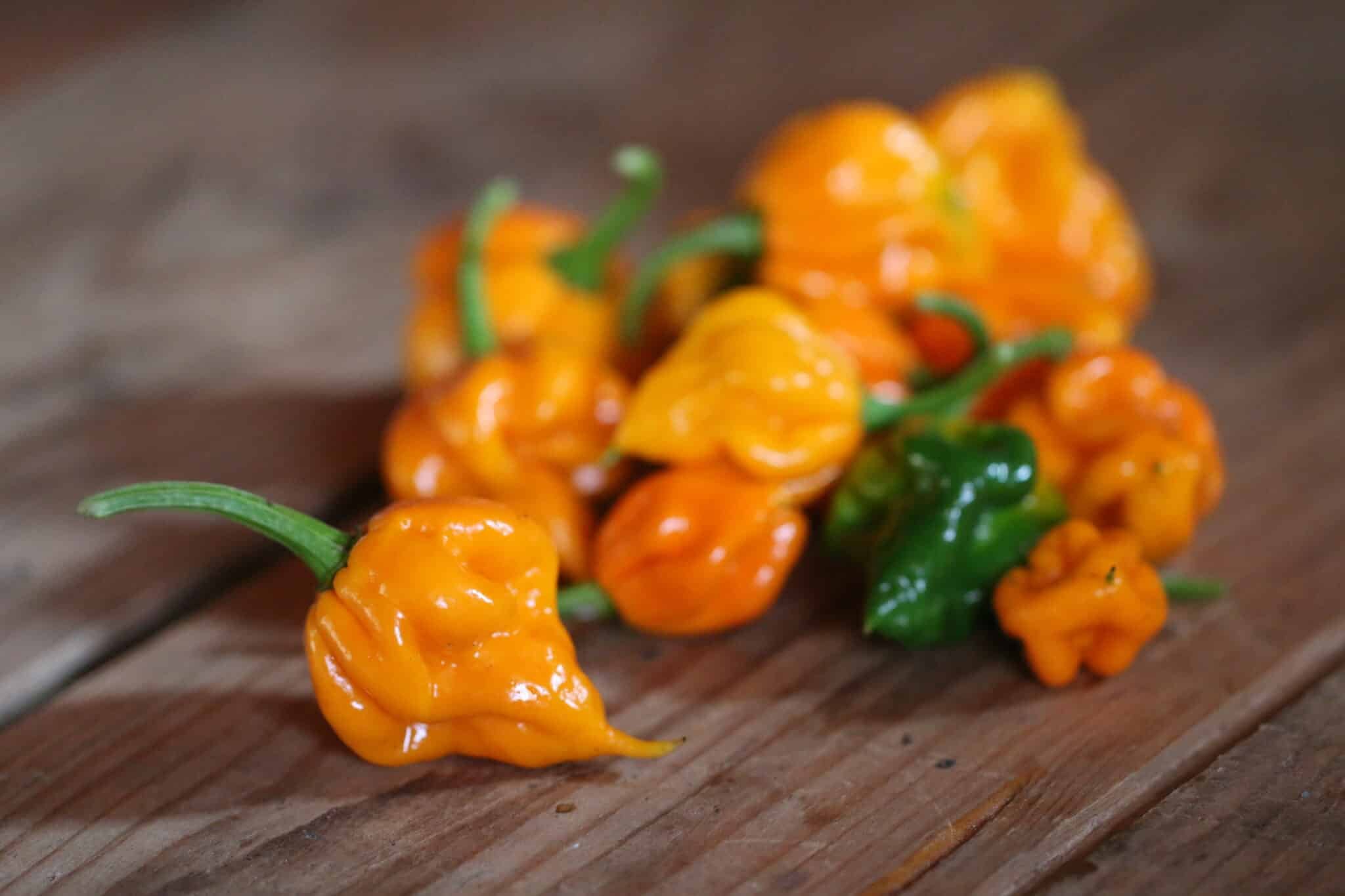 Köp 7 Pot Lava Yellow - Chilifrön online hos Svenska Frön 7 Pot Lava Yellow - Svenskodlade chilifrön från Svenska Frön