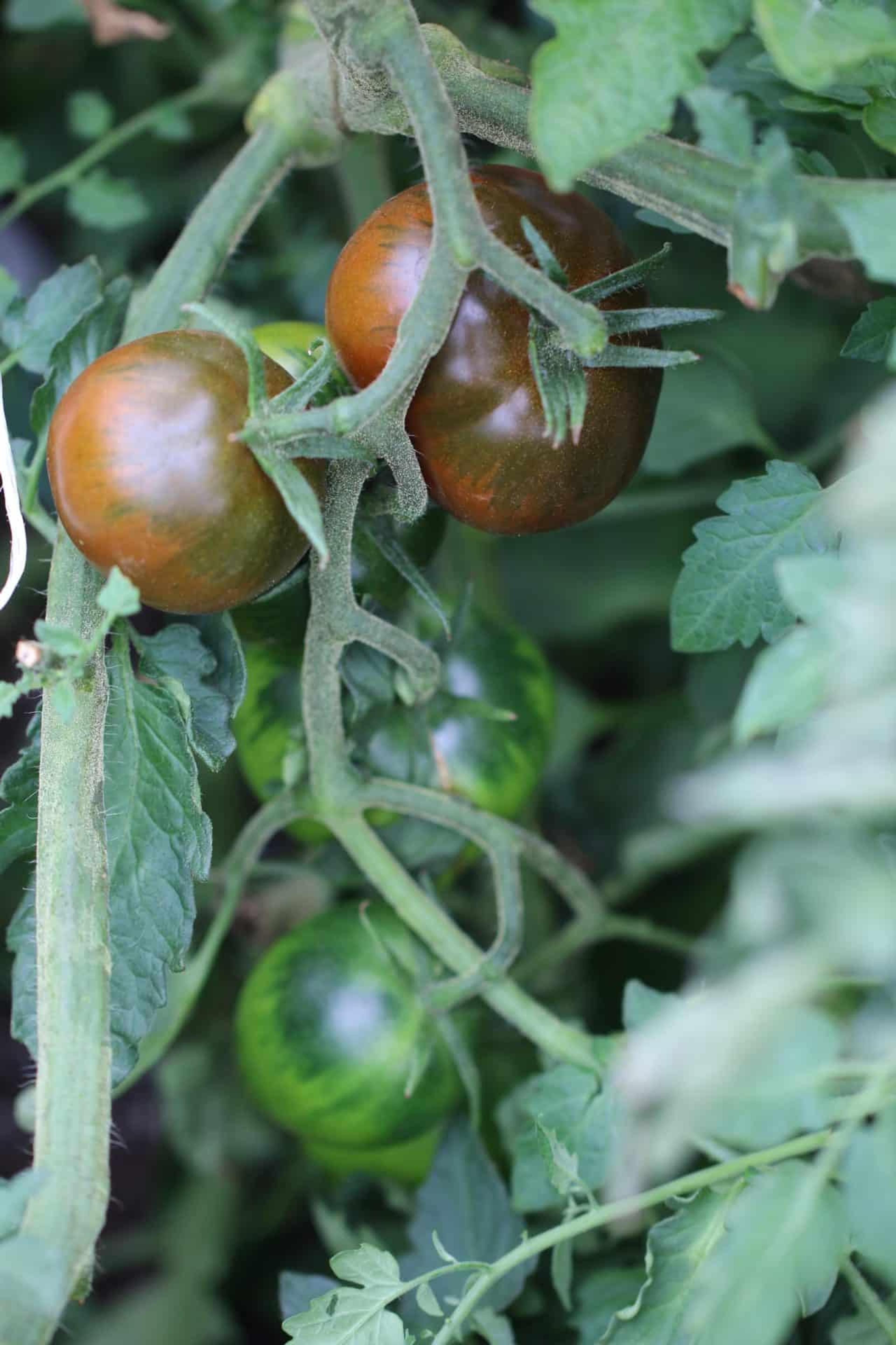 Black Prince miniatyrbild 2