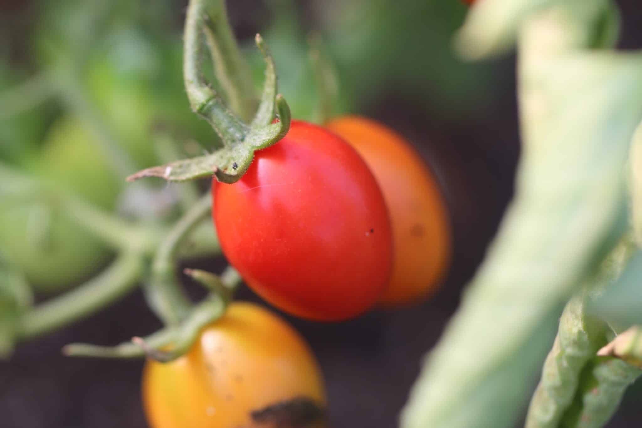 Köp Cerise - Tomatfrön online hos Svenska Frön Cerise - Svenskodlade tomatfrön från Svenska Frön