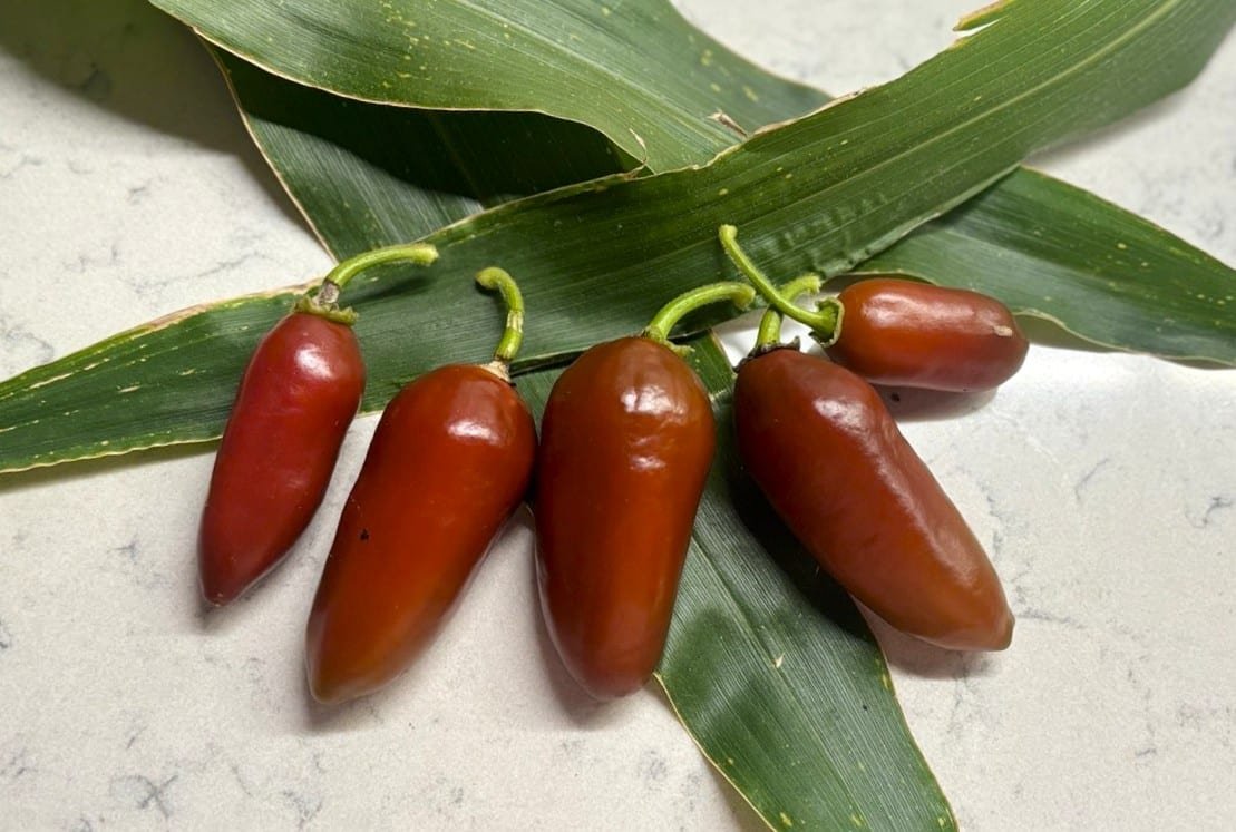 Köp Brown Egg - Chilifrön online hos Svenska Frön Brown Egg - Svenskodlade chilifrön från Svenska Frön