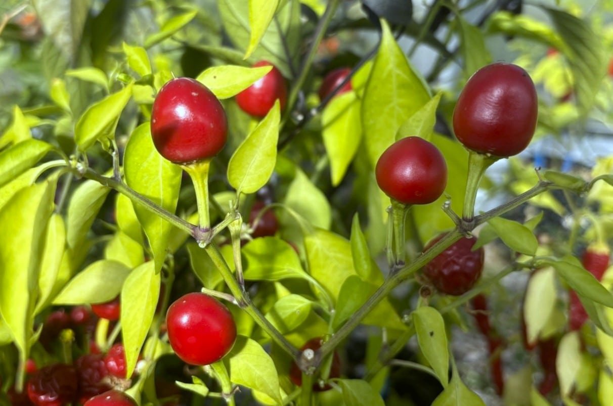 Köp Aji Cereza - Chilifrön online hos Svenska Frön Aji Cereza - Svenskodlade chilifrön från Svenska Frön