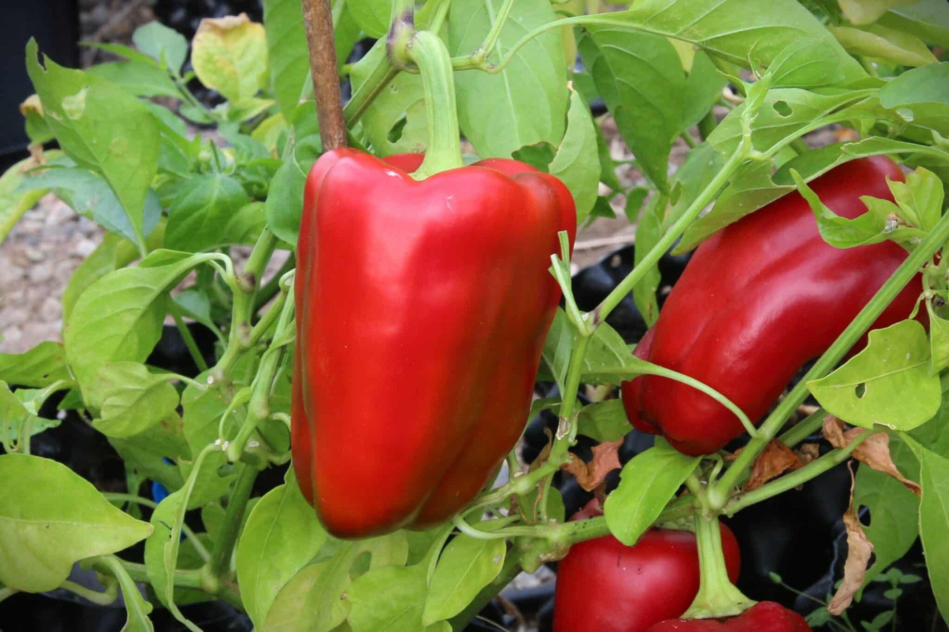 Large Ship Of The Desert - Svenskodlade chilifrön från Svenska Frön