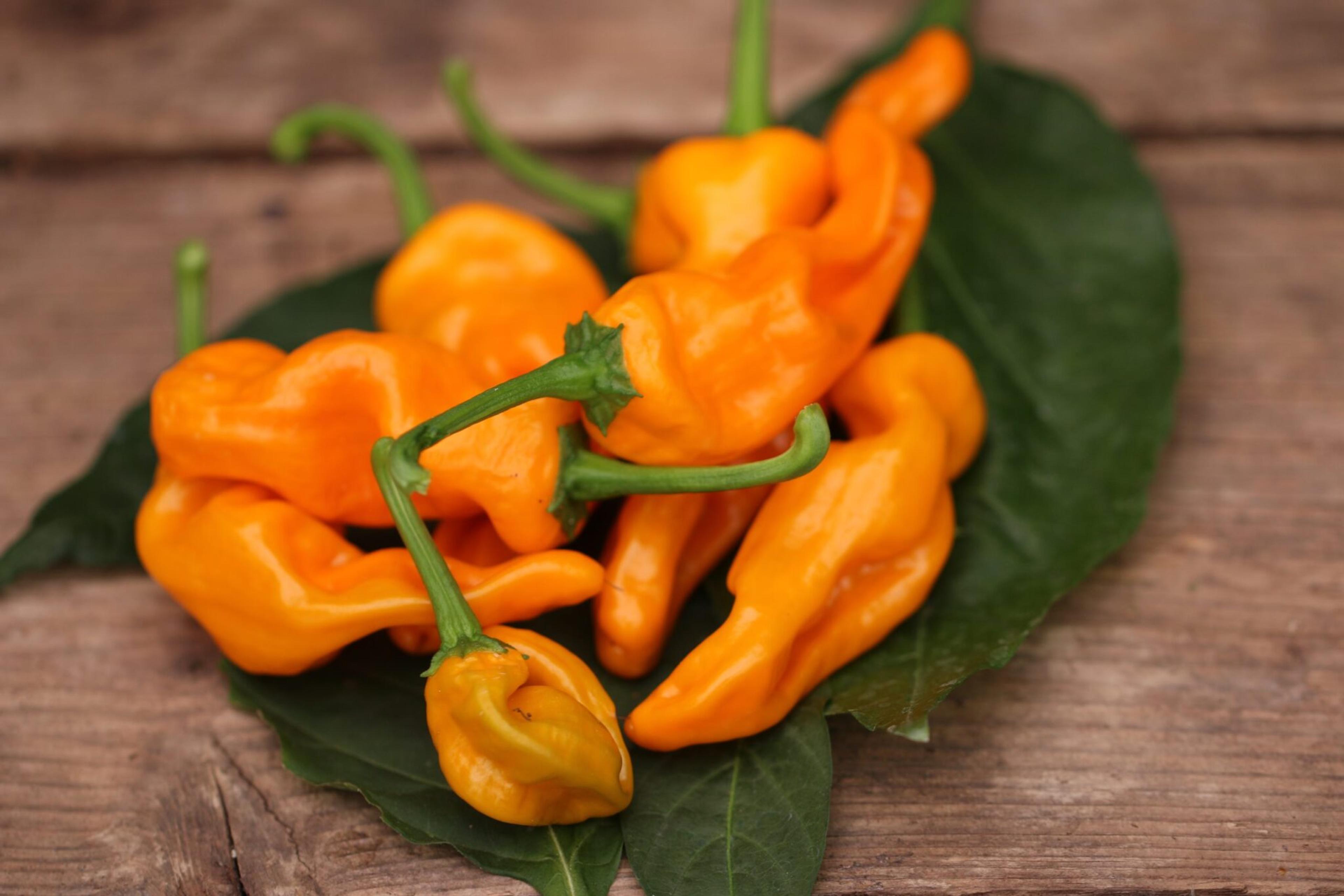 Lucifer´s Dream Yellow miniatyrbild 1