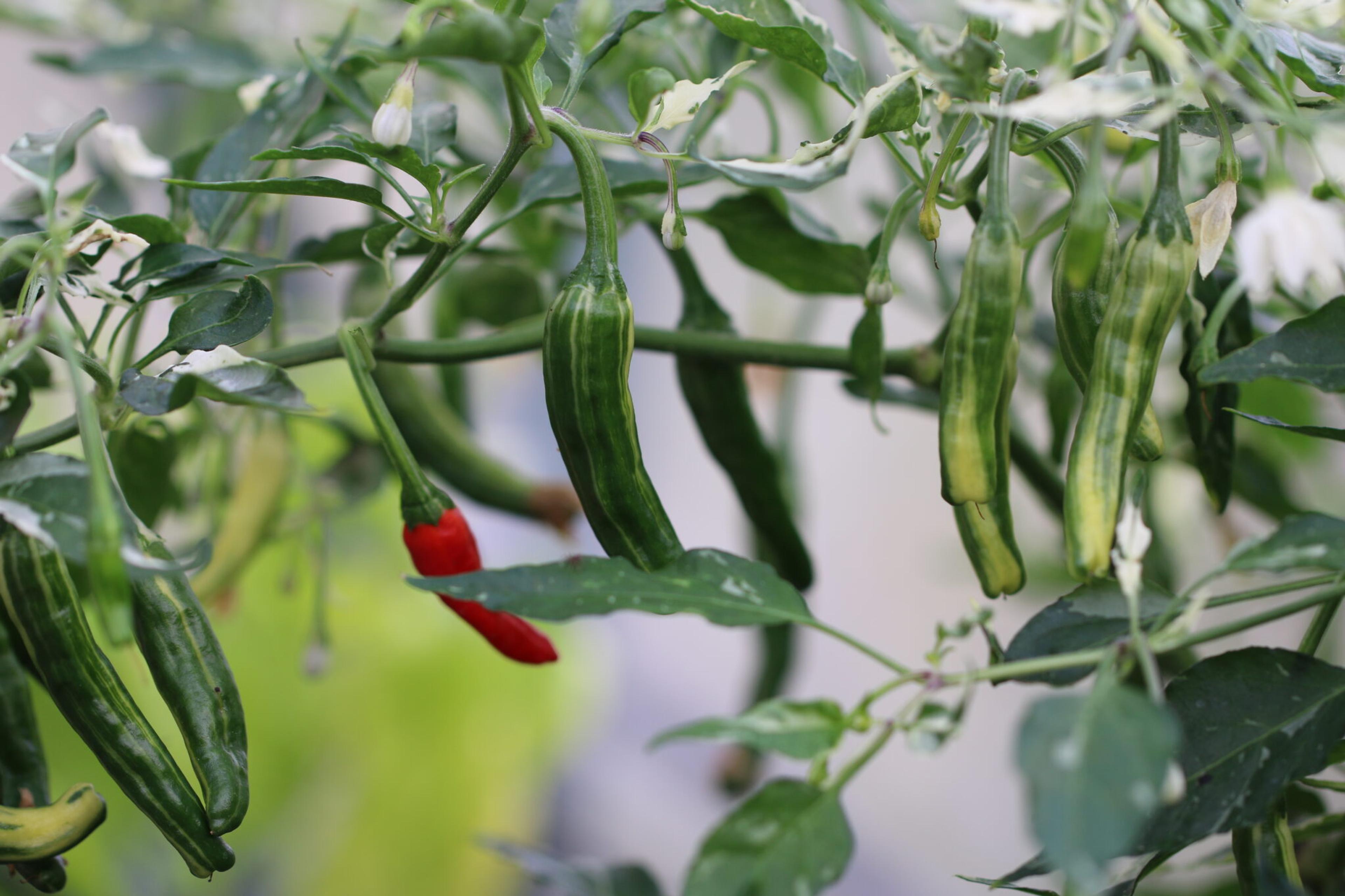 Tiger Thunder miniatyrbild 2