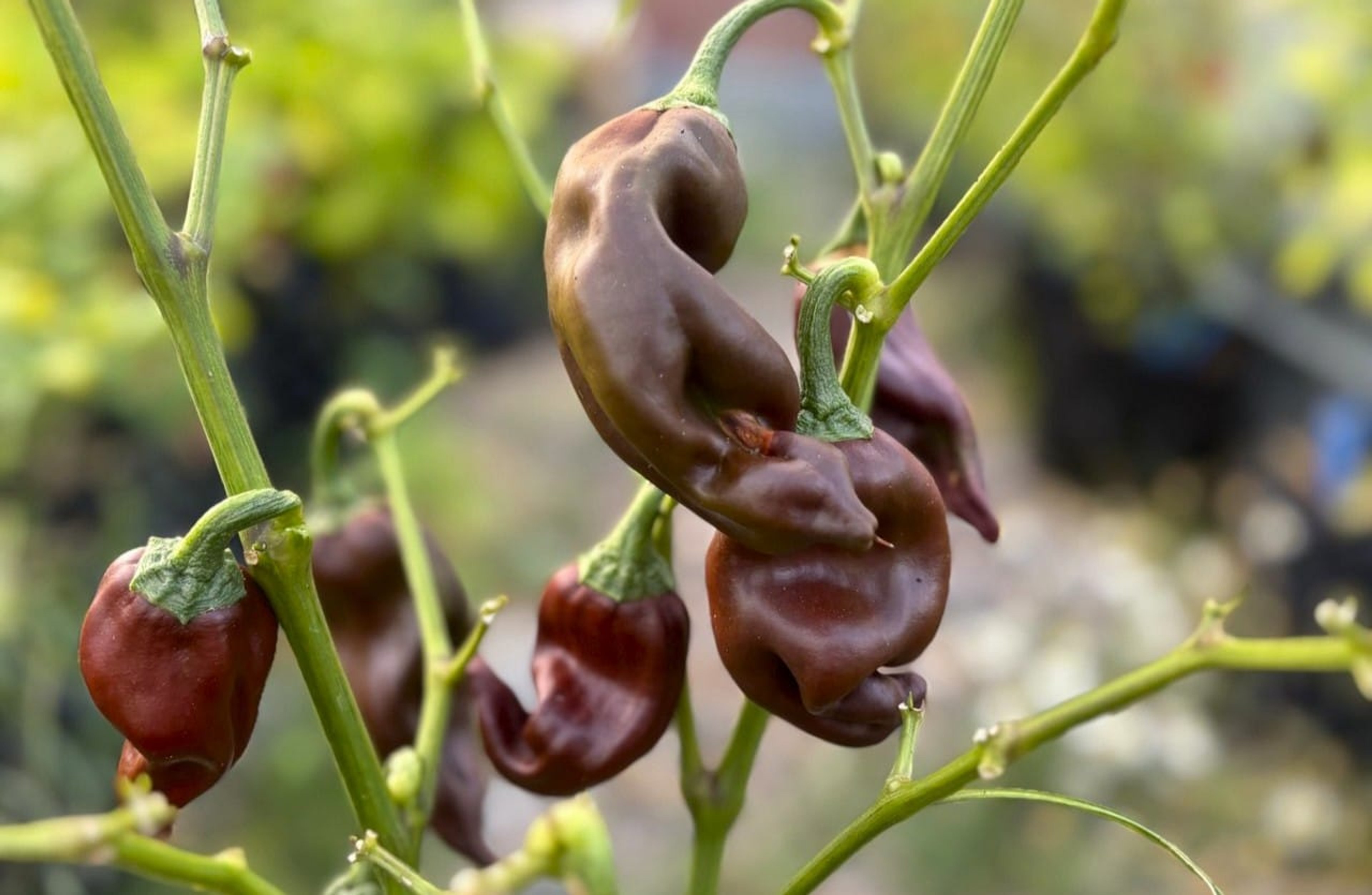 Palmichal Negro - Svenskodlade chilifrön från Svenska Frön