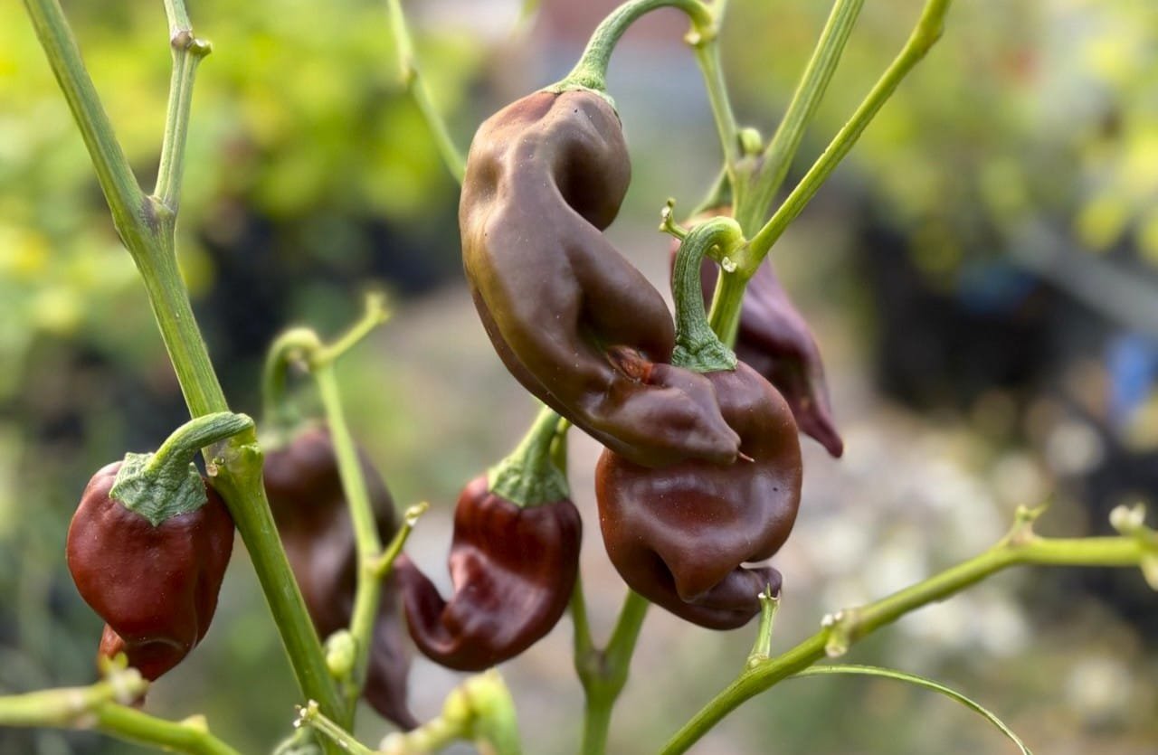 Köp Palmichal Negro - Chilifrön online hos Svenska Frön Palmichal Negro - Svenskodlade chilifrön från Svenska Frön