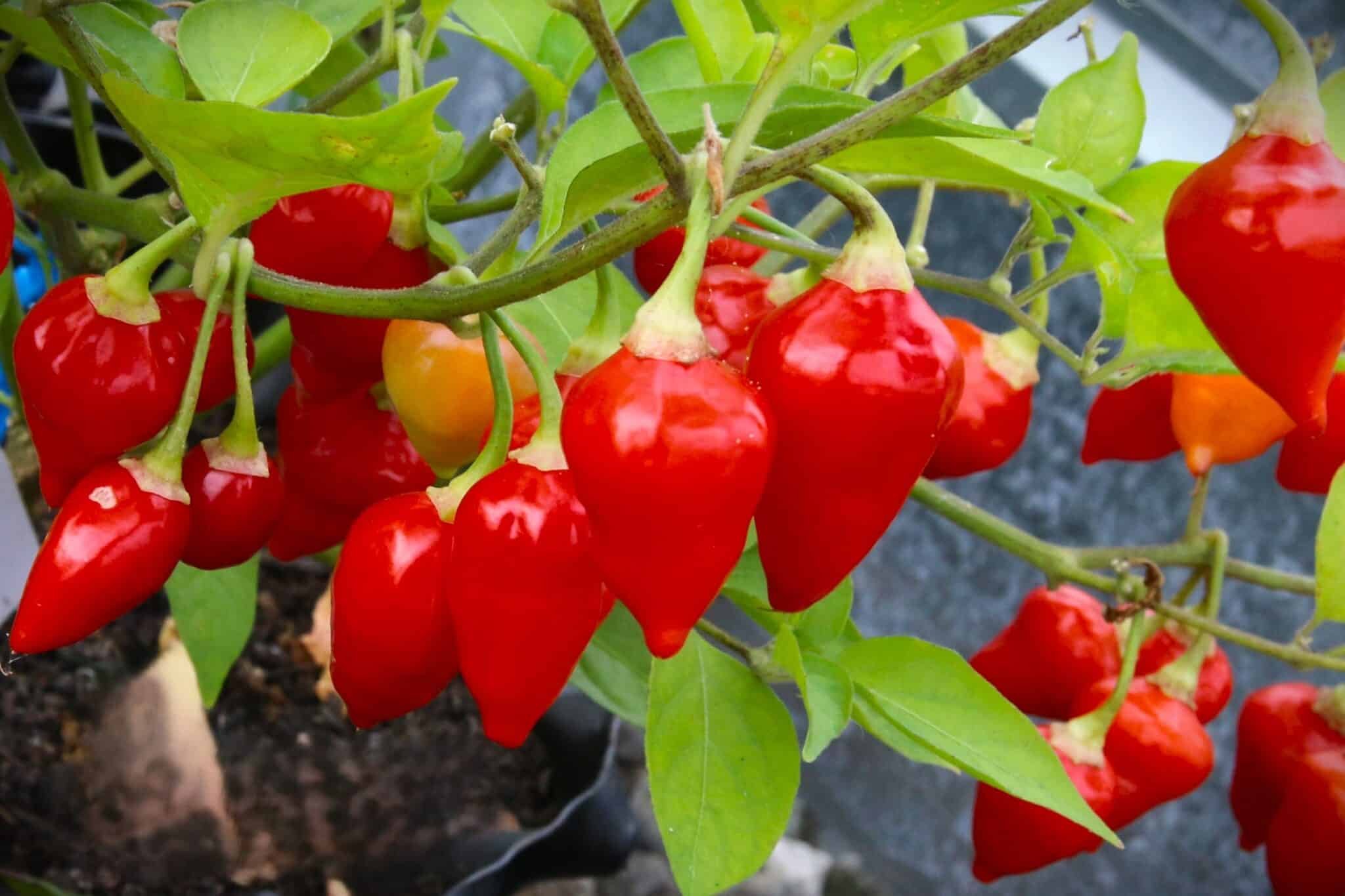 Köp Chupetinho - Chilifrön online hos Svenska Frön Chupetinho - Svenskodlade chilifrön från Svenska Frön