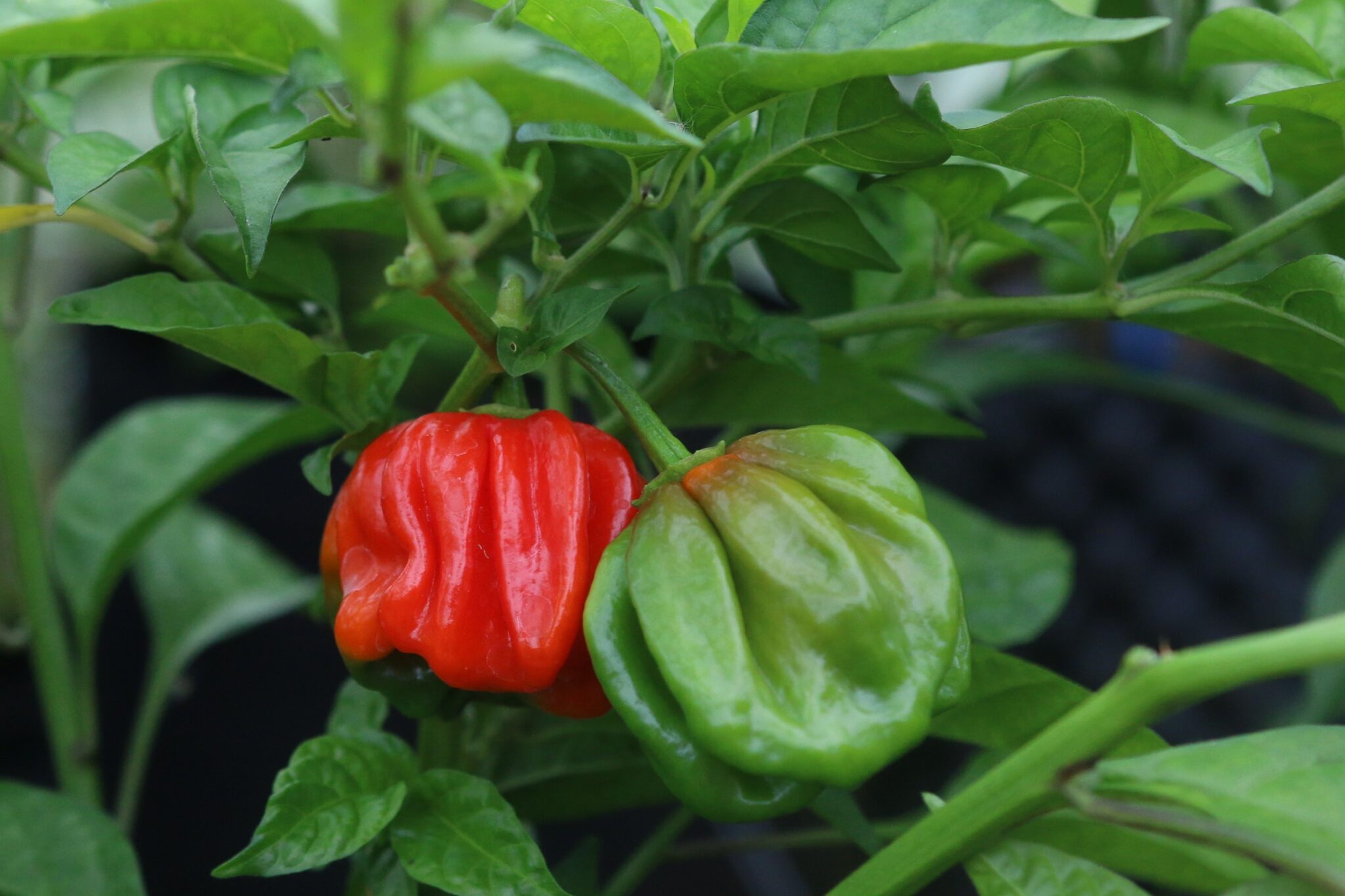 Habanero El Remo - Svenskodlade chilifrön från Svenska Frön