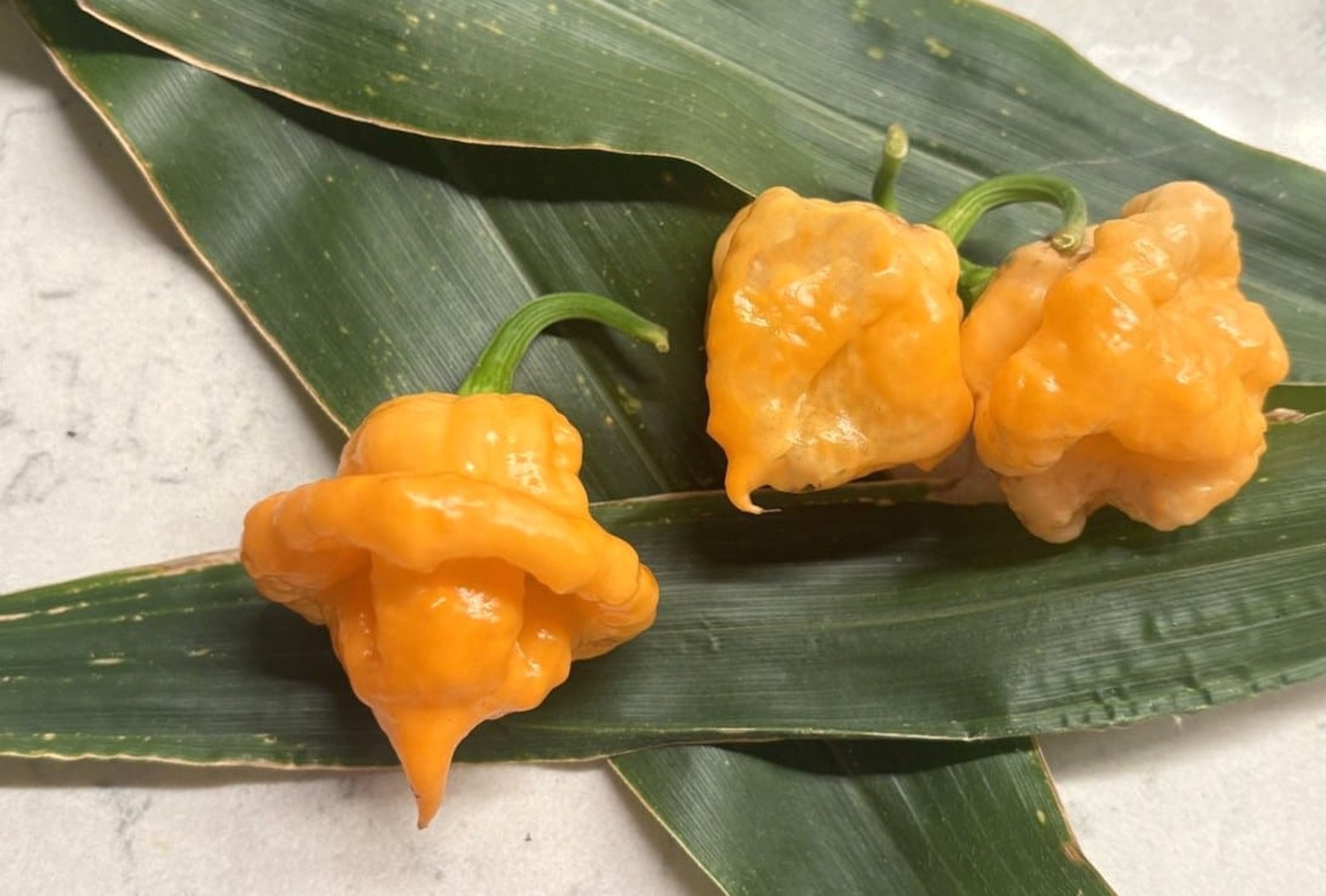 KS Peach StarrKist - Svenskodlade chilifrön från Svenska Frön