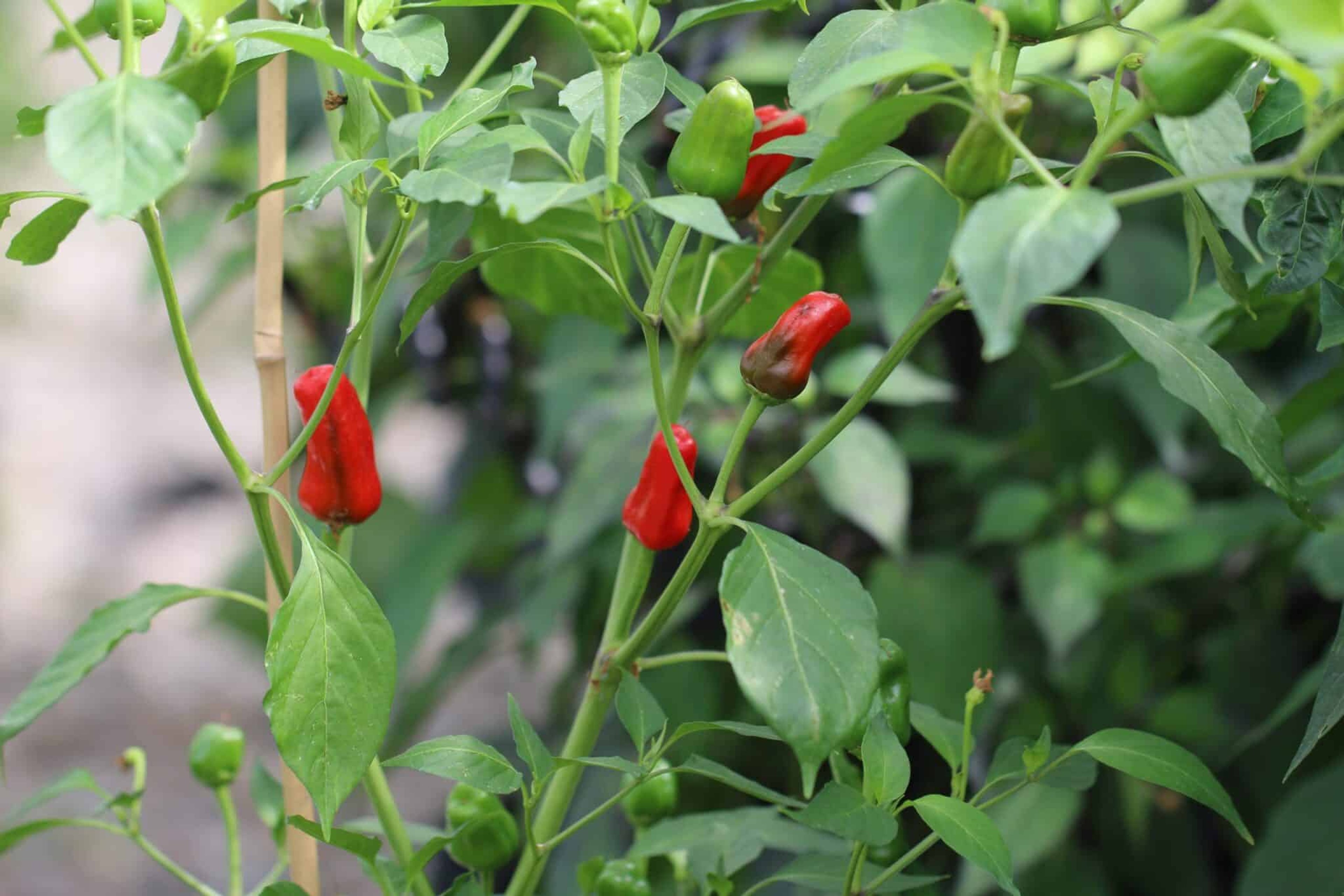 Facing Heaven - Svenskodlade chilifrön från Svenska Frön