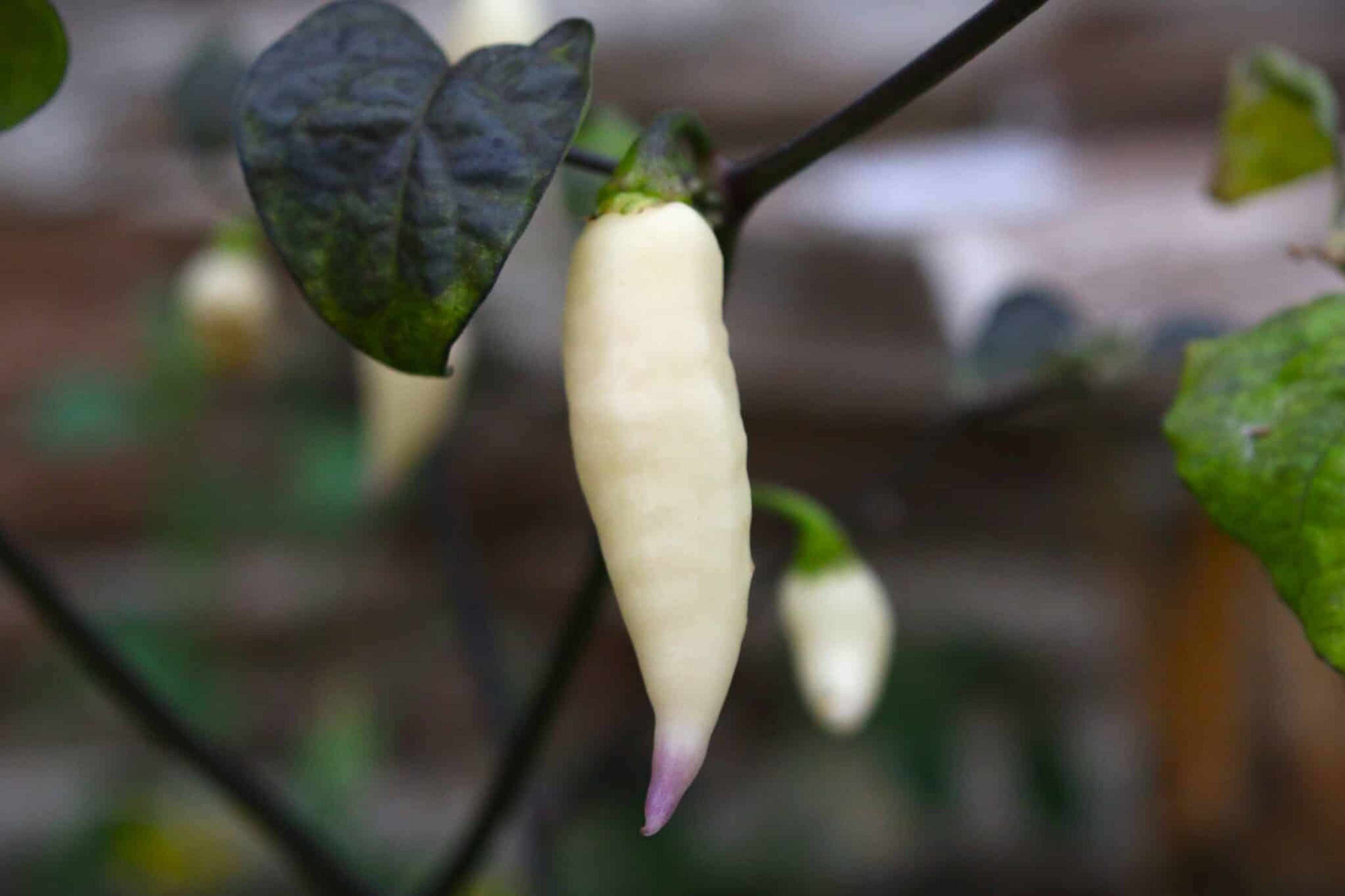 Jay's x Pink x Reaper Lemon - Svenskodlade chilifrön från Svenska Frön