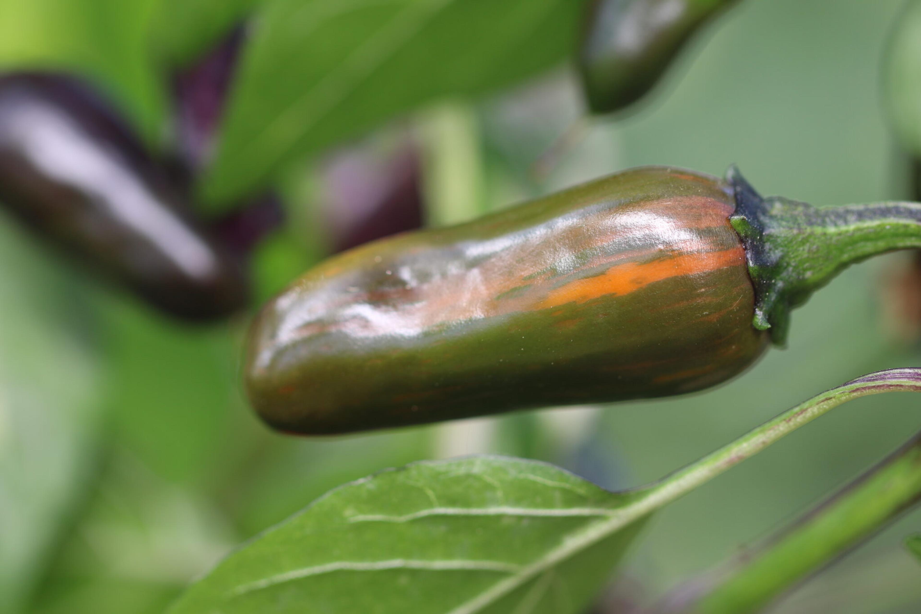 Tricolor miniatyrbild 2