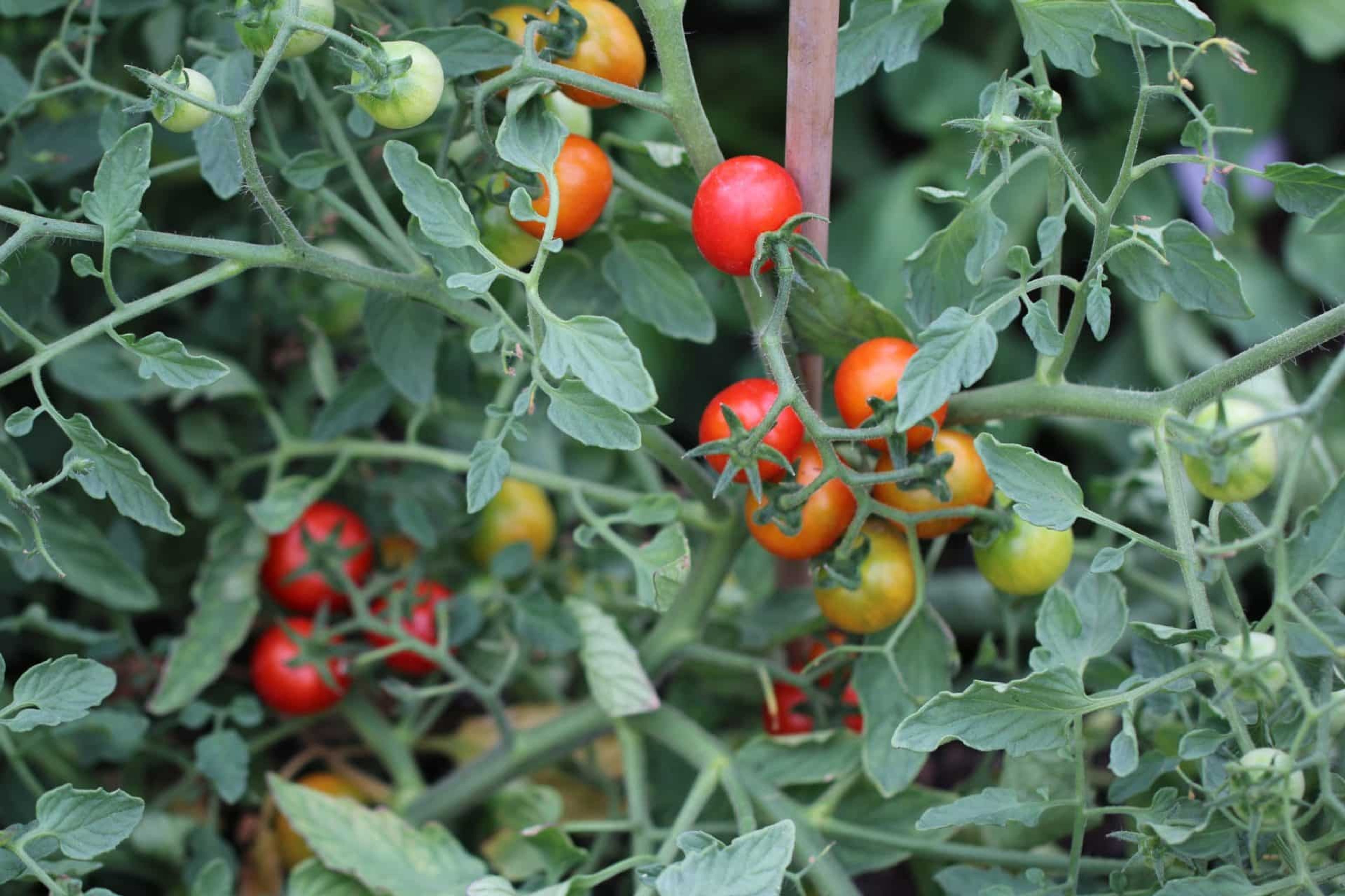 Mei Wei - Svenskodlade tomatfrön från Svenska Frön
