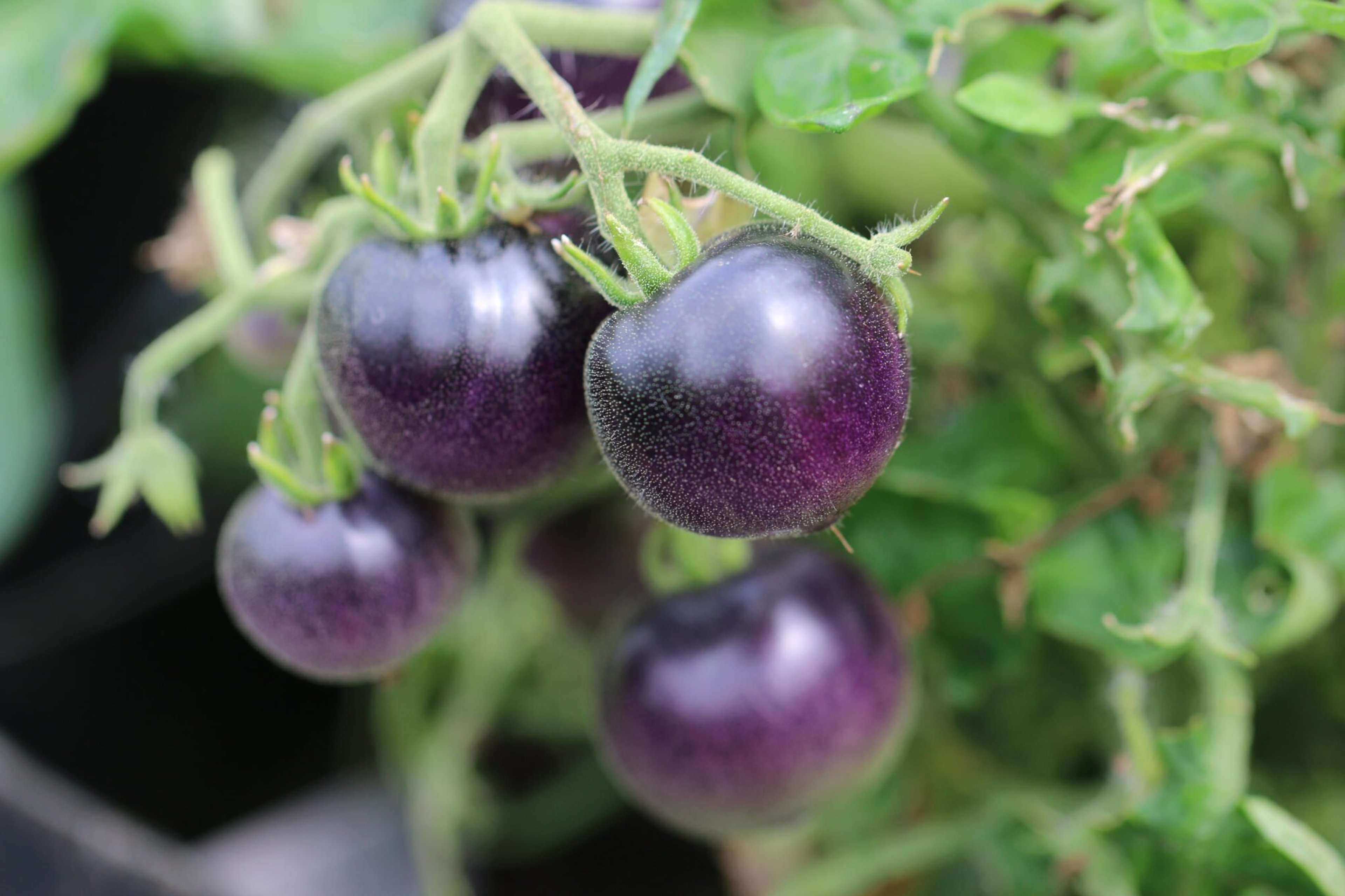Zimmertomate Blau - Svenskodlade tomatfrön från Svenska Frön