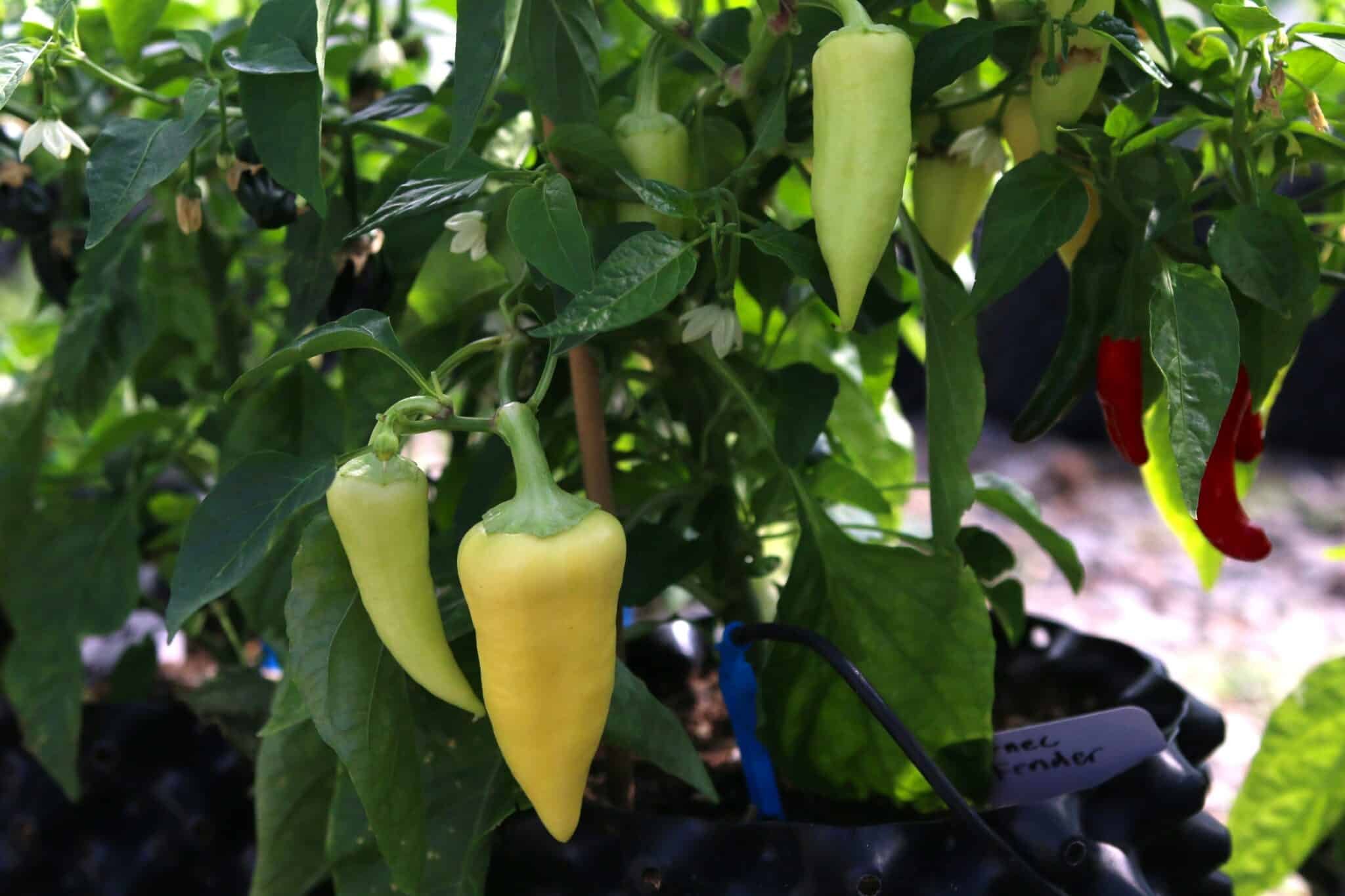 Köp Ferenc Tender - Chilifrön online hos Svenska Frön Ferenc Tender - Svenskodlade chilifrön från Svenska Frön