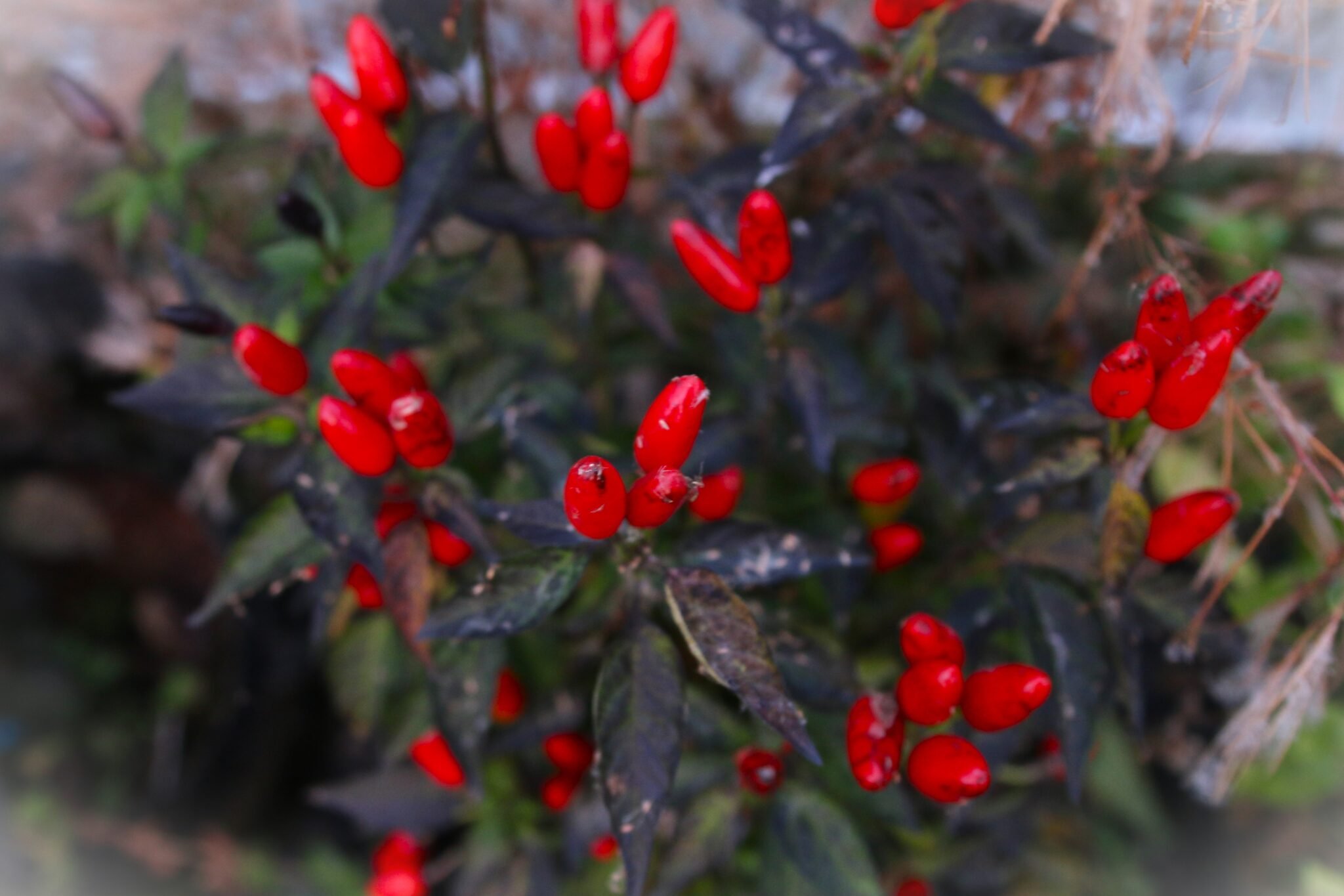 Köp Purple Prince - Chilifrön online hos Svenska Frön Purple Prince - Svenskodlade chilifrön från Svenska Frön