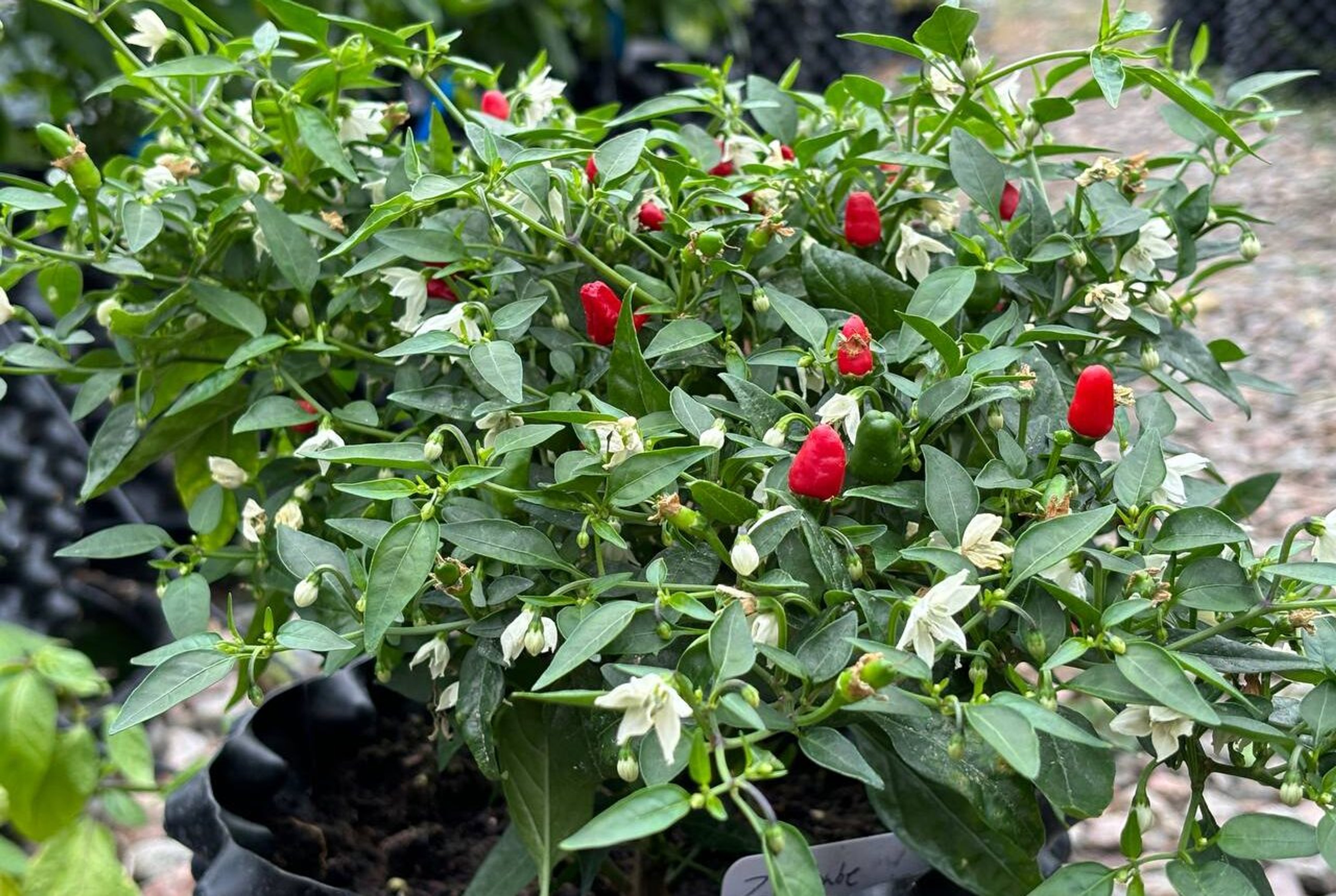 Zimbabwe Bird - Svenskodlade chilifrön från Svenska Frön