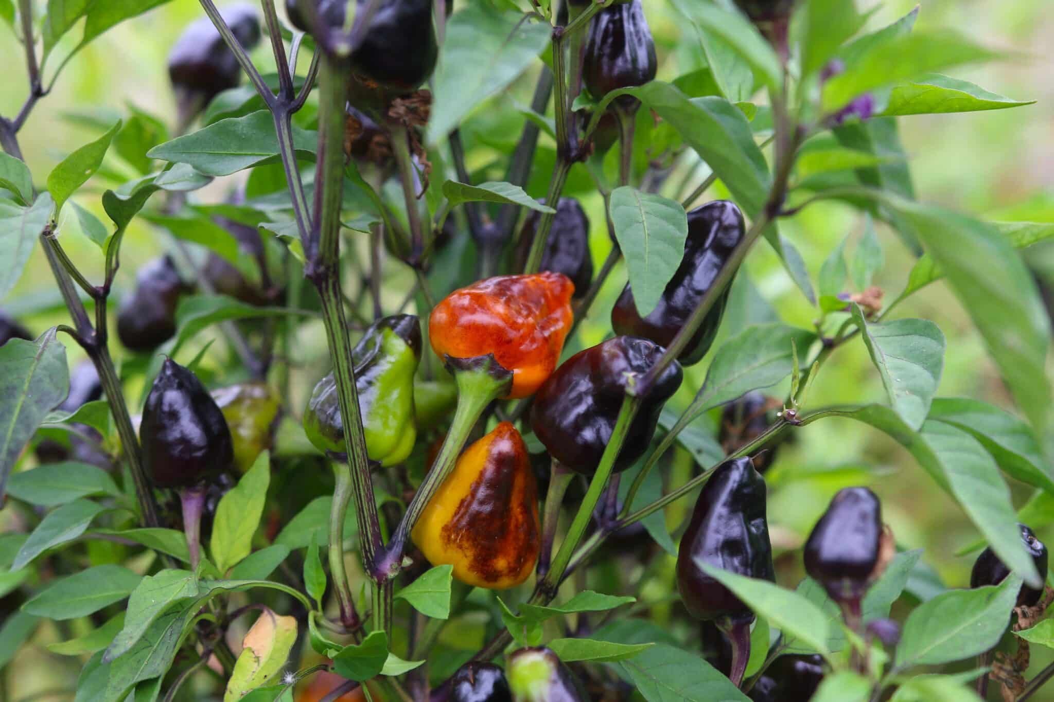 Köp Jes's Purple Orange Jalapeno - Chilifrön online hos Chilifrön.se Jes's Purple Orange Jalapeno