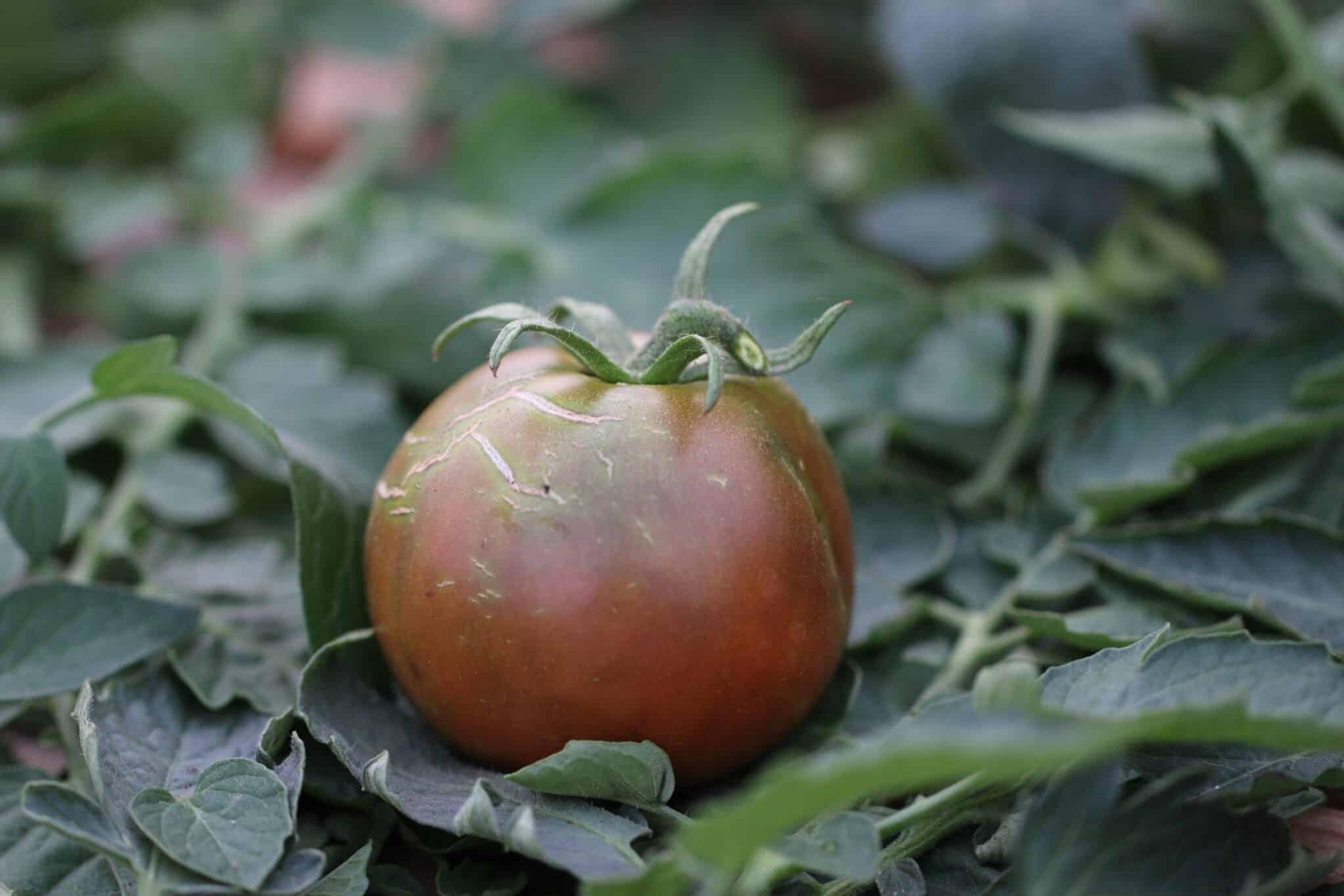 Black Truffle - Svenskodlade tomatfrön från Svenska Frön