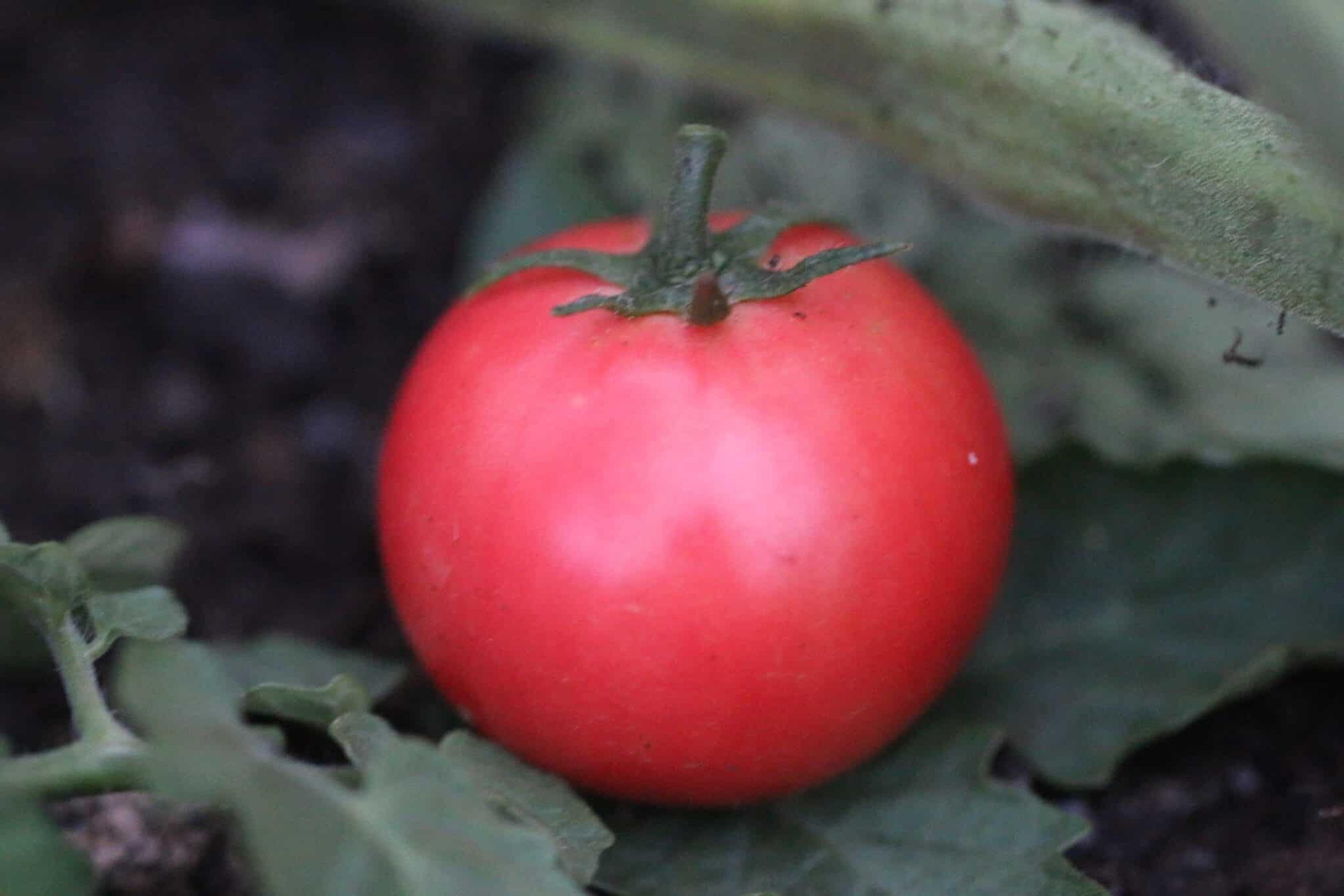 Rosa Esmira H-tomater med jämn färg och slät yta