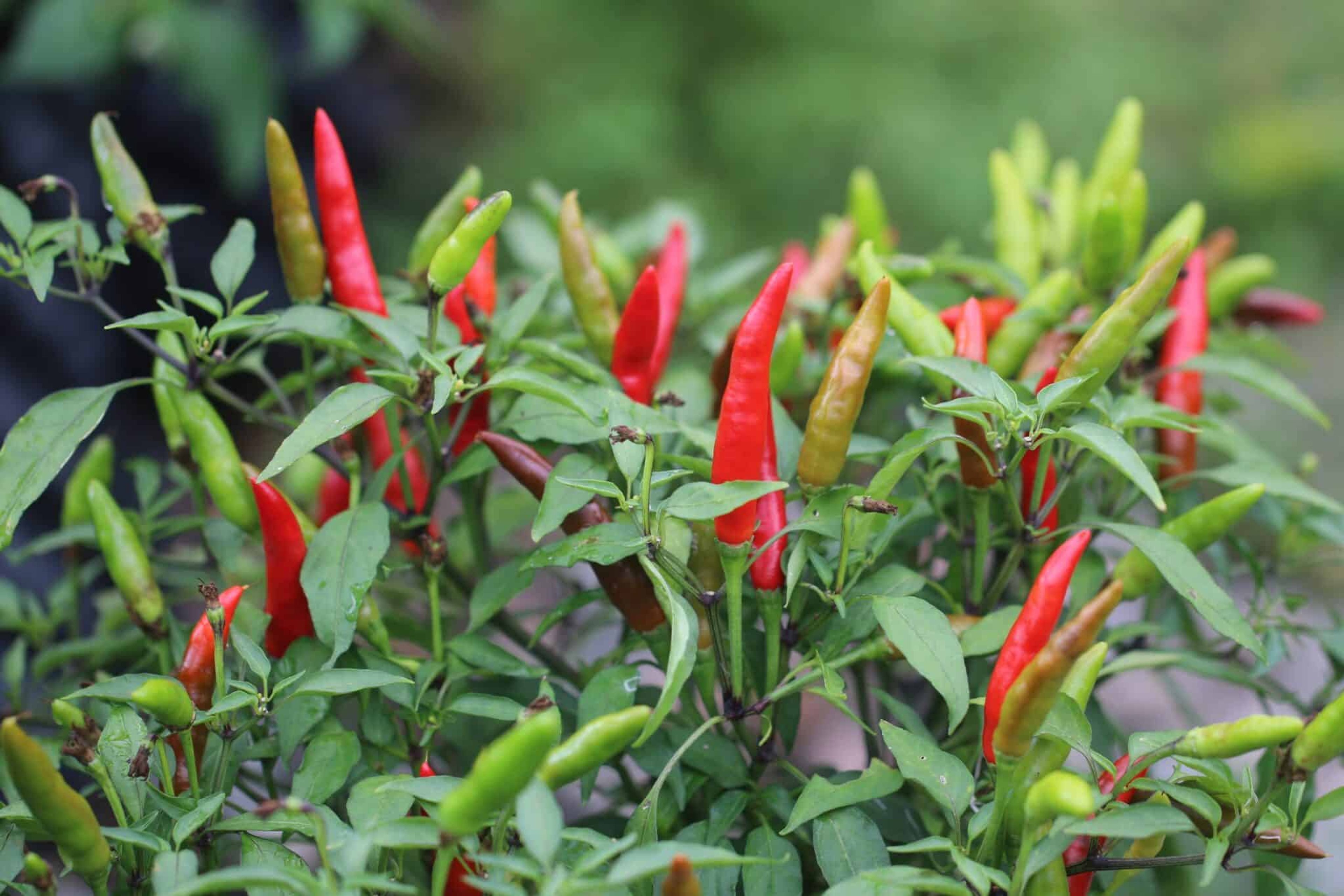 Quickfire - Svenskodlade chilifrön från Svenska Frön