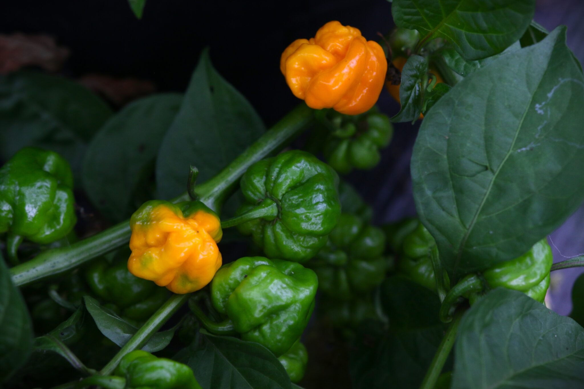 Köp Jamaican Scotch Bonnet - Chilifrön online hos Svenska Frön Jamaican Scotch Bonnet - Svenskodlade chilifrön från Svenska Frön