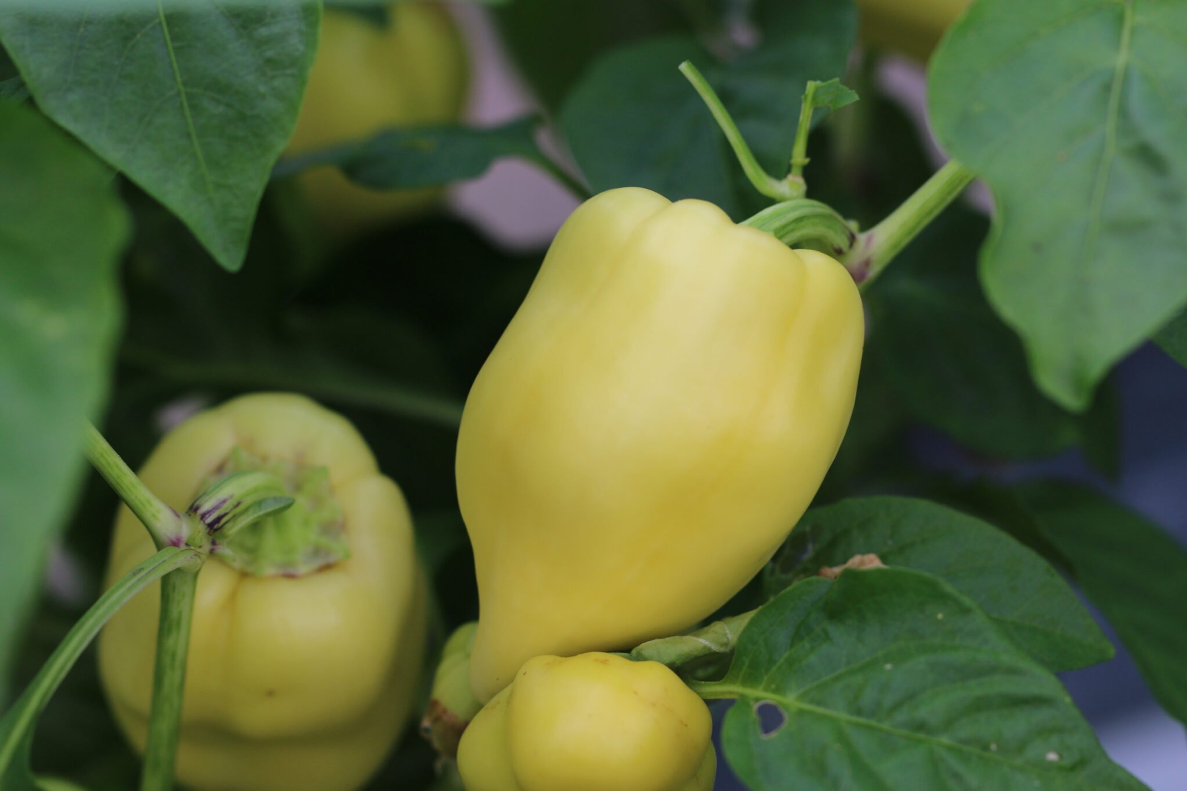 Diamond - Svenskodlade chilifrön från Svenska Frön