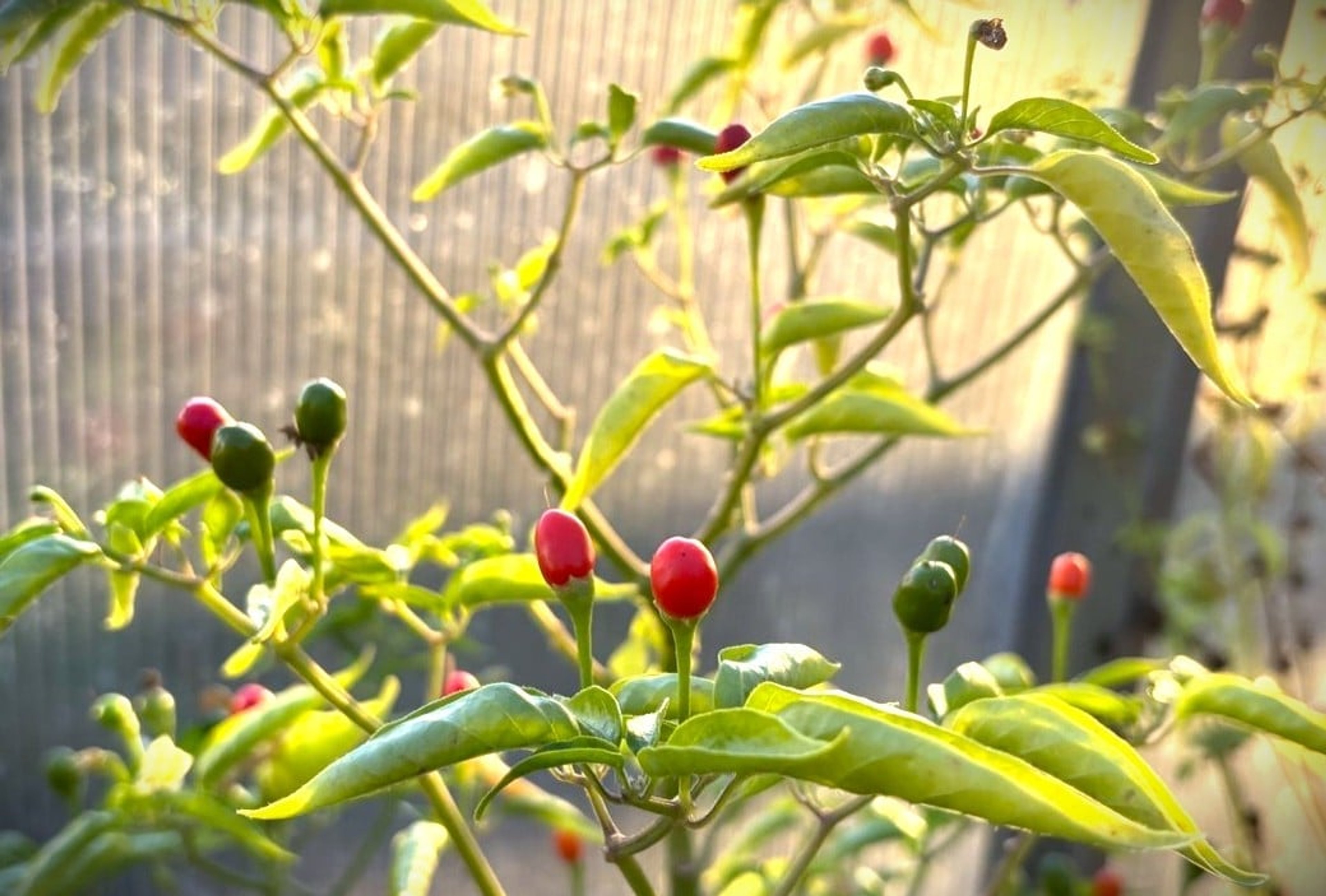 Bird Aji - Svenskodlade chilifrön från Svenska Frön