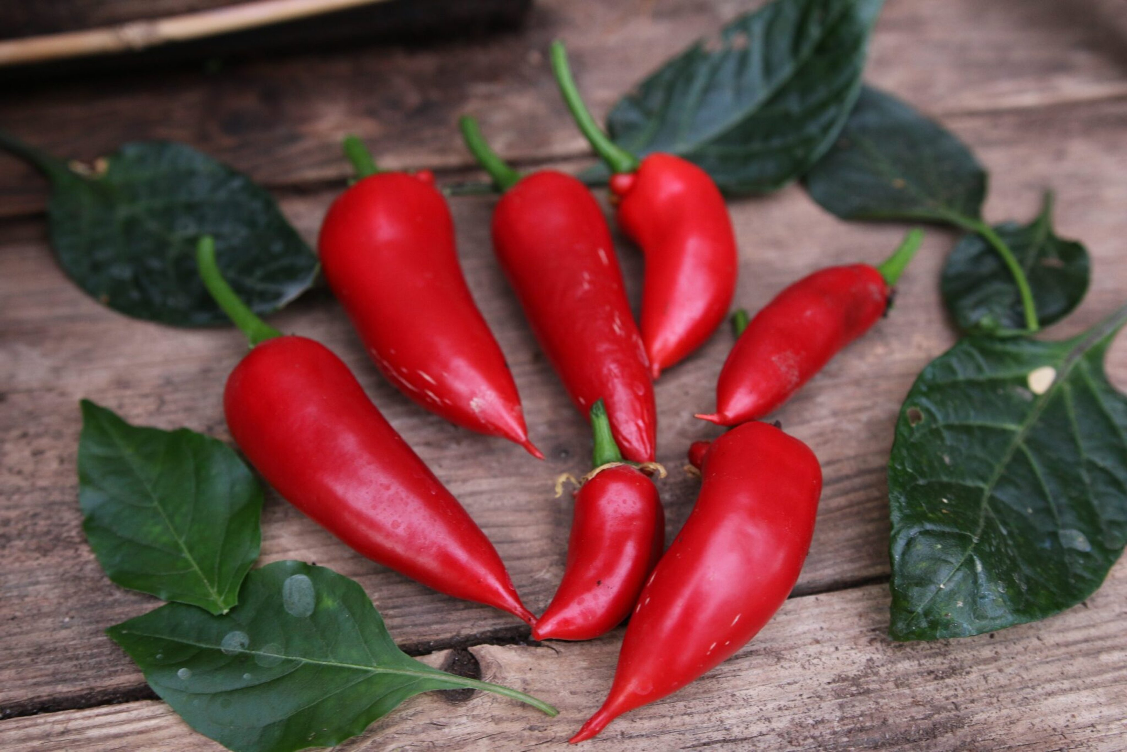 Jalapeno Giant - Svenskodlade chilifrön från Svenska Frön