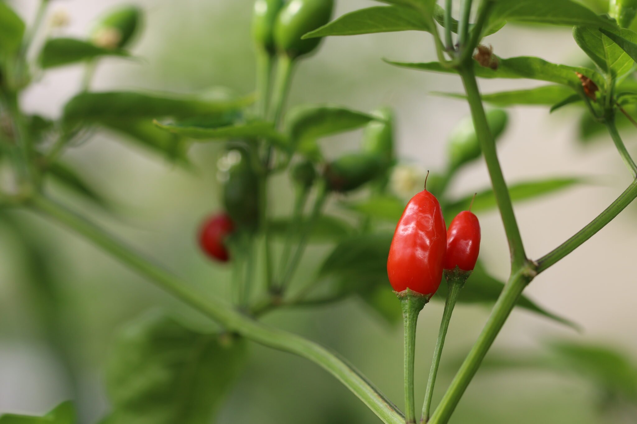 Köp Selvatico - Chilifrön online hos Svenska Frön Selvatico - Svenskodlade chilifrön frÄn Svenska Frön