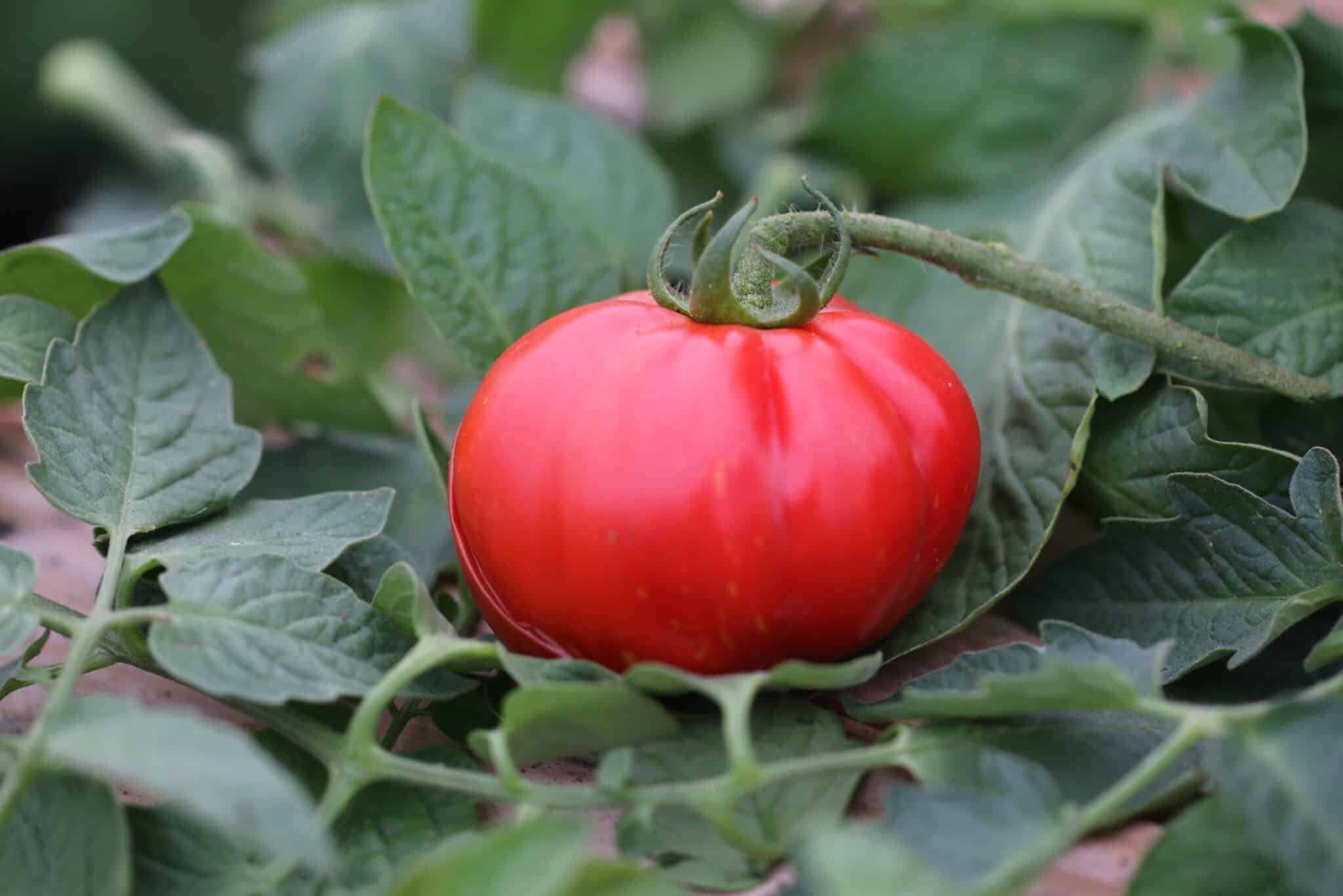 Köp Montecarlo - Tomatfrön online hos Chilifrön.se Röda runda Montecarlo-tomater med jämn storlek