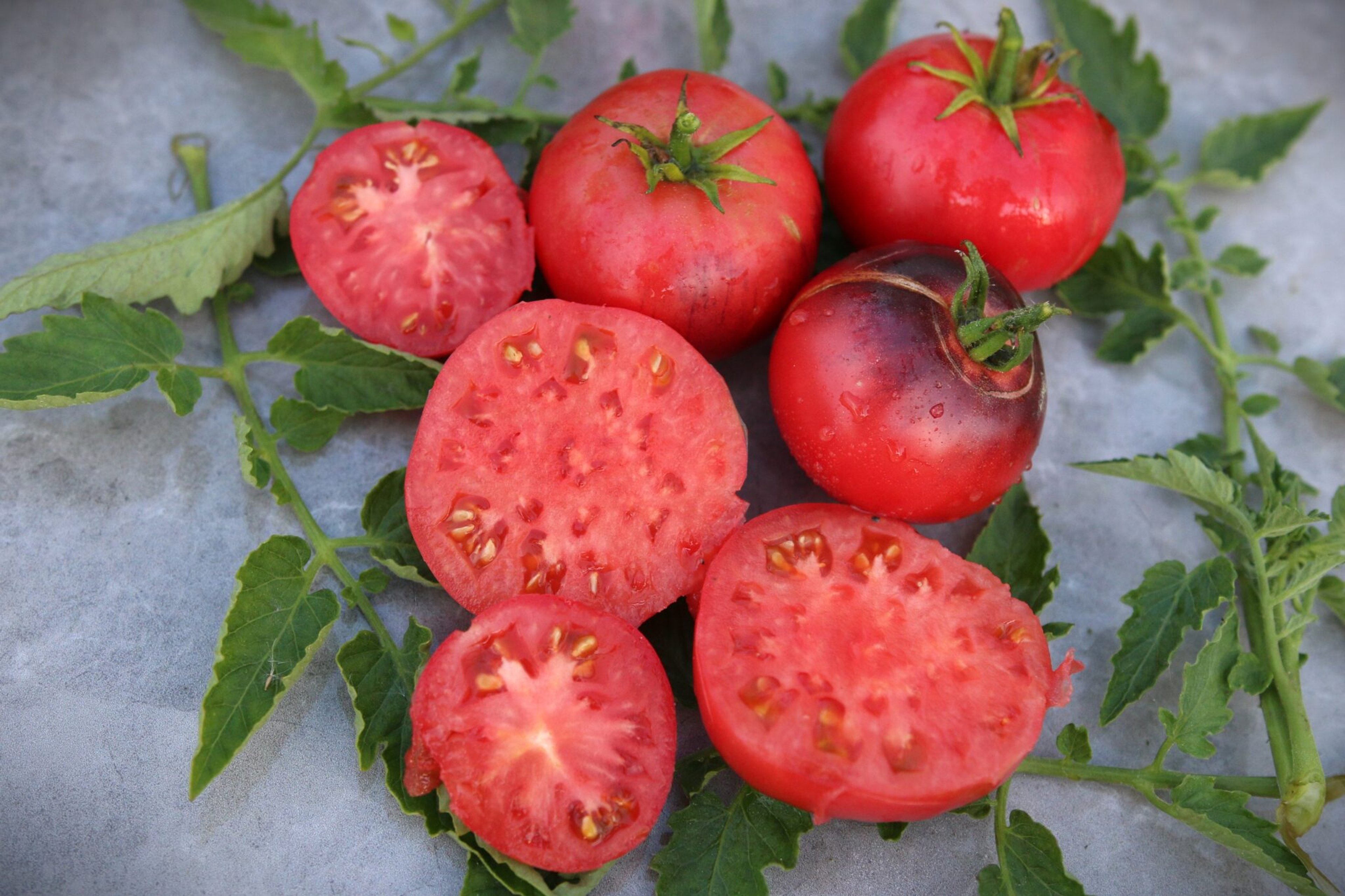 Indigo Blue Beauty - Svenskodlade tomatfrön från Svenska Frön