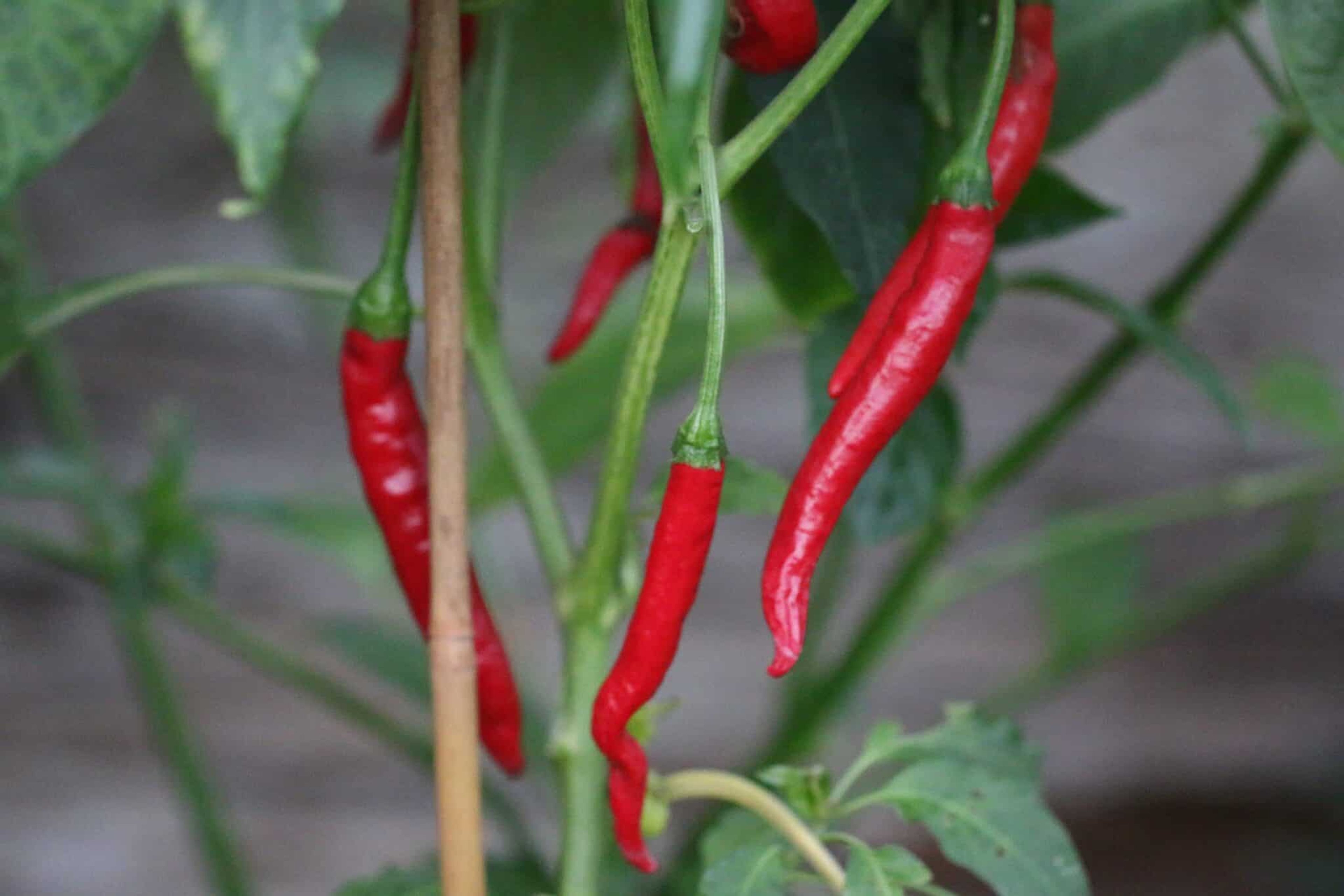 Thai - Svenskodlade chilifrön från Svenska Frön