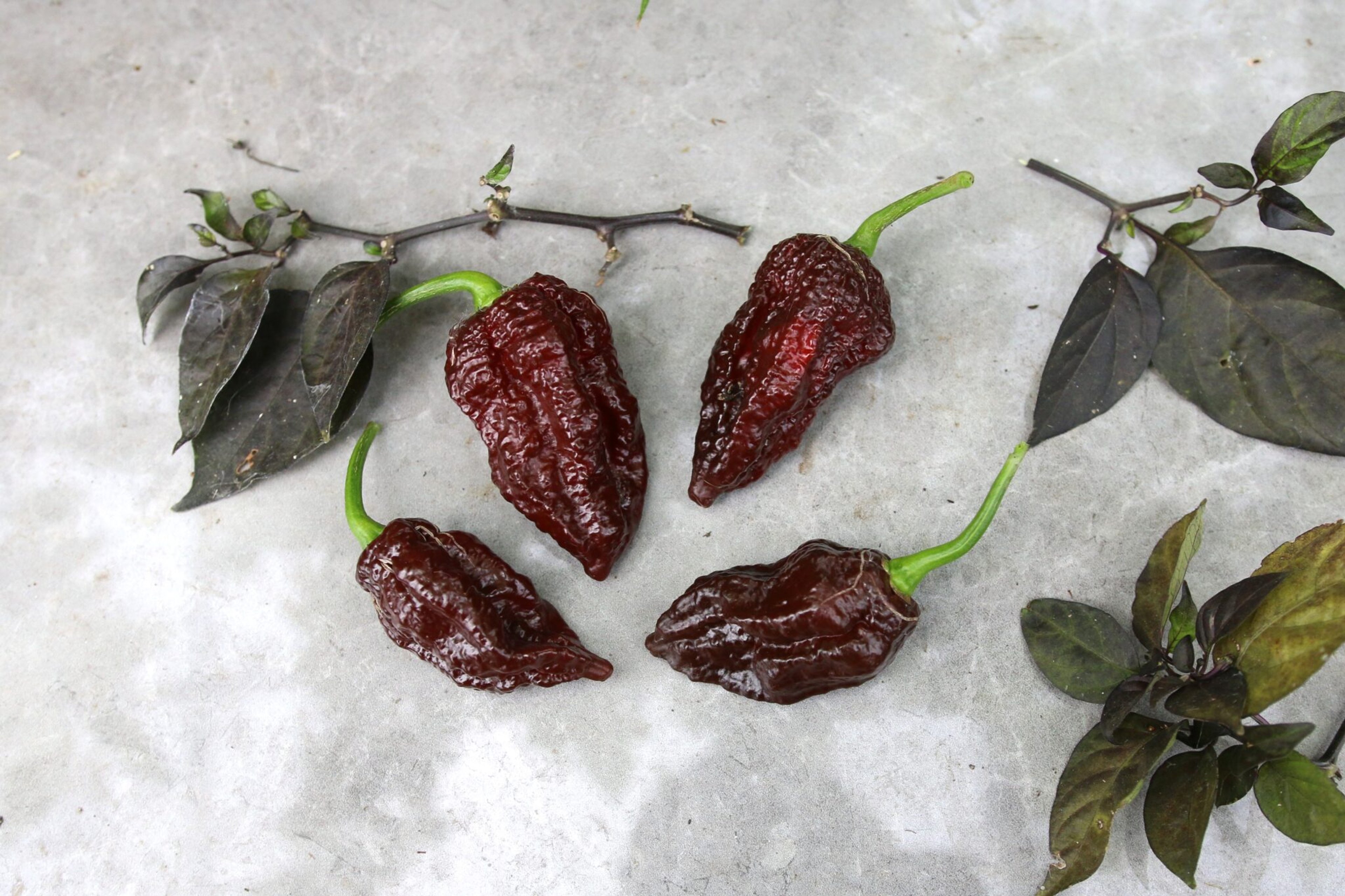 Big Black Mama - frön från Svenska Frön