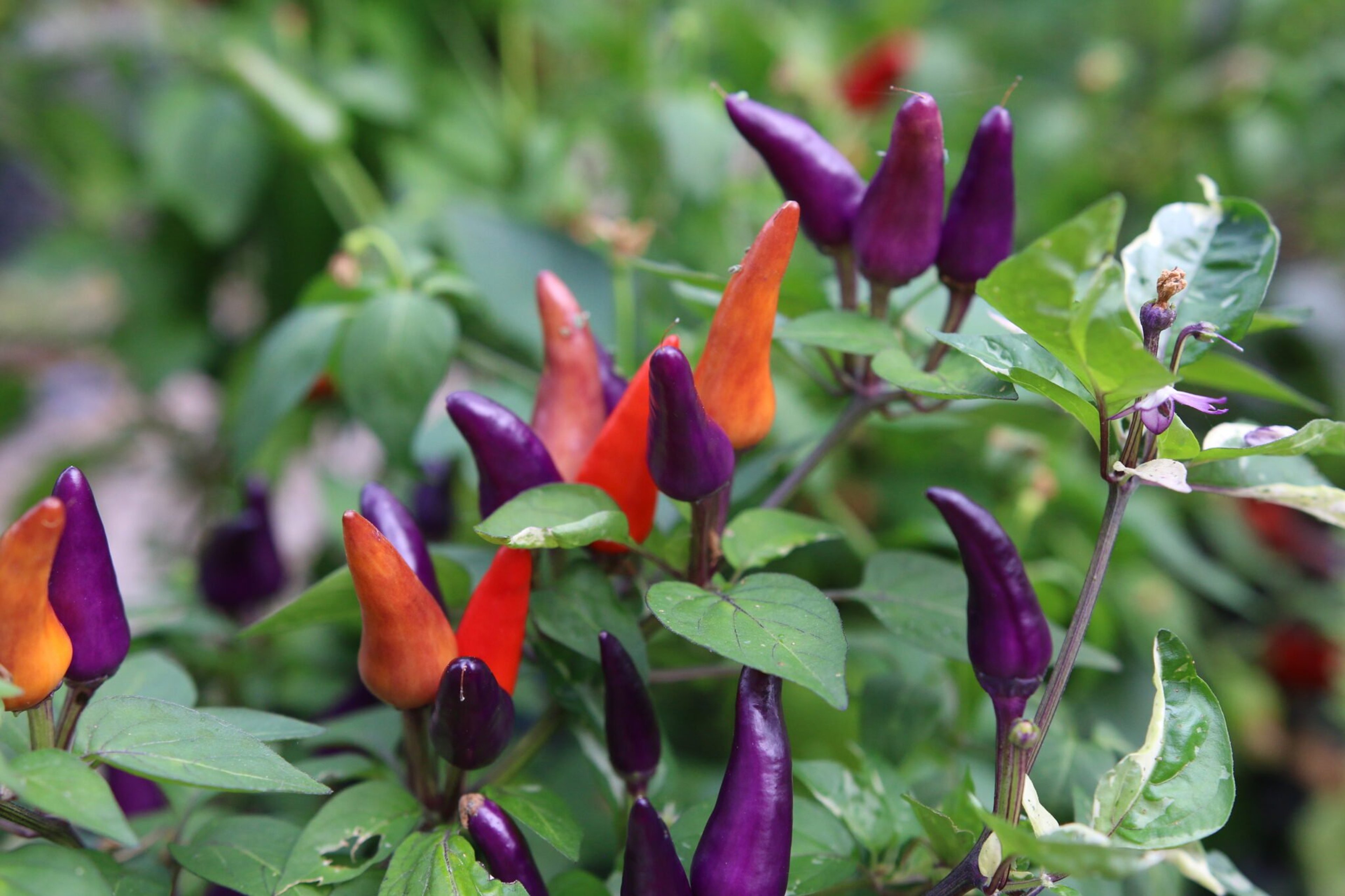 Fairy Light x Hot Palette F5 - Svenskodlade chilifrön från Svenska Frön