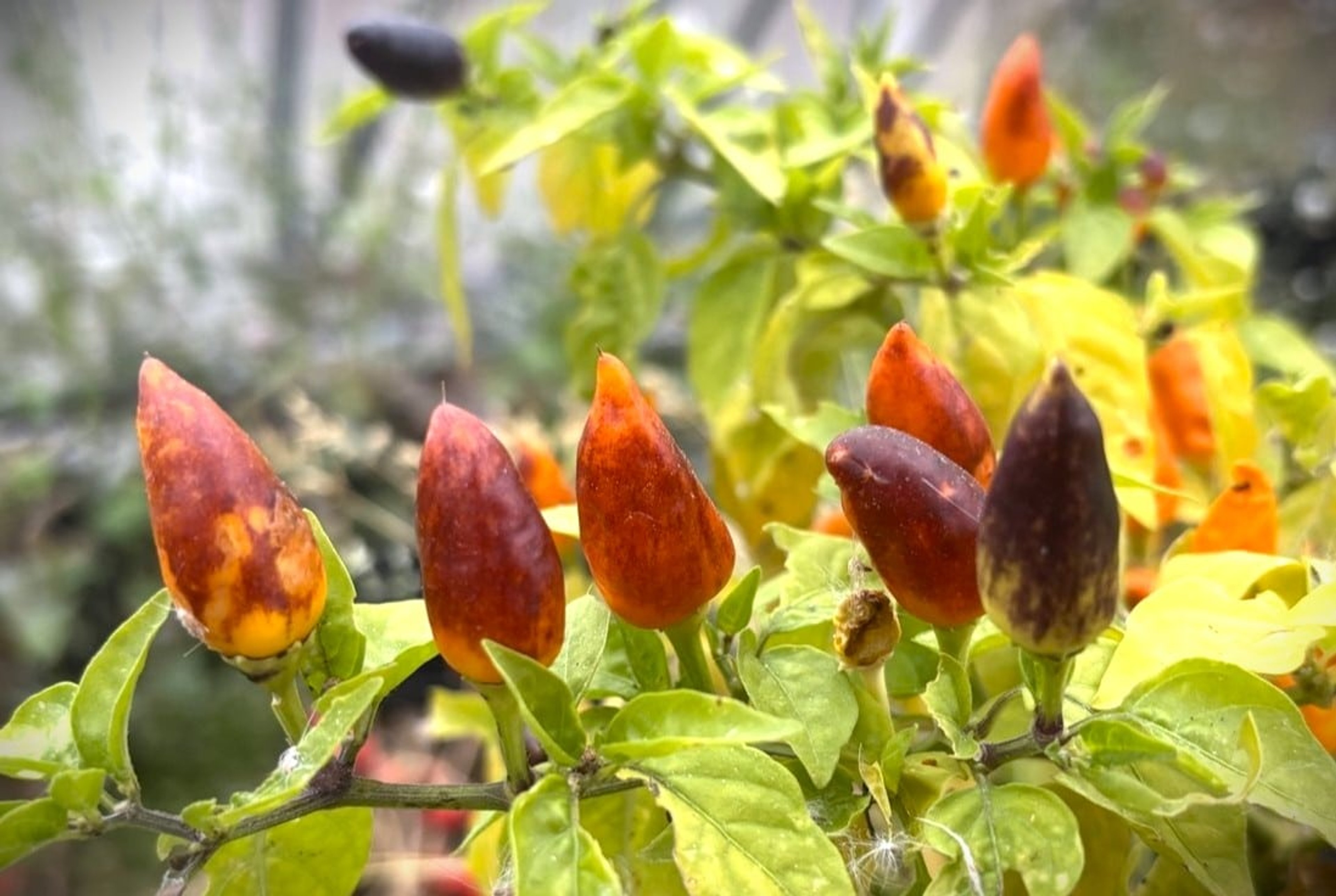 Pequin Orange - Svenskodlade chilifrön från Svenska Frön