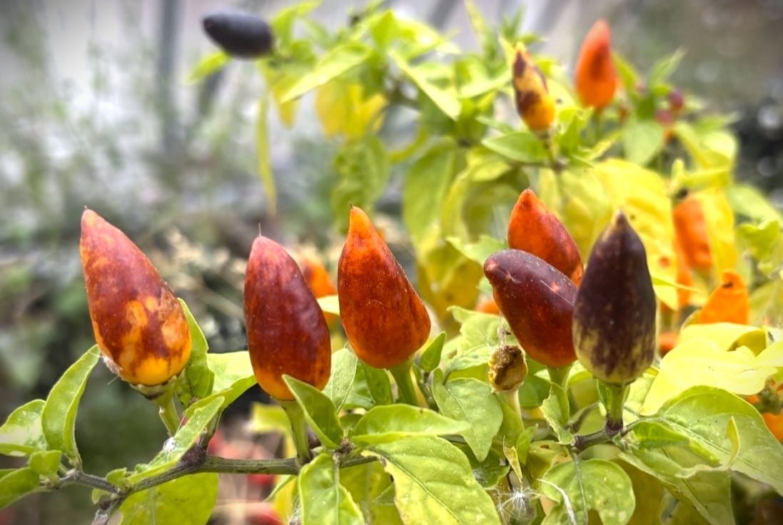 Köp Pequin Orange - Chilifrön online hos Svenska Frön Pequin Orange - Svenskodlade chilifrön från Svenska Frön