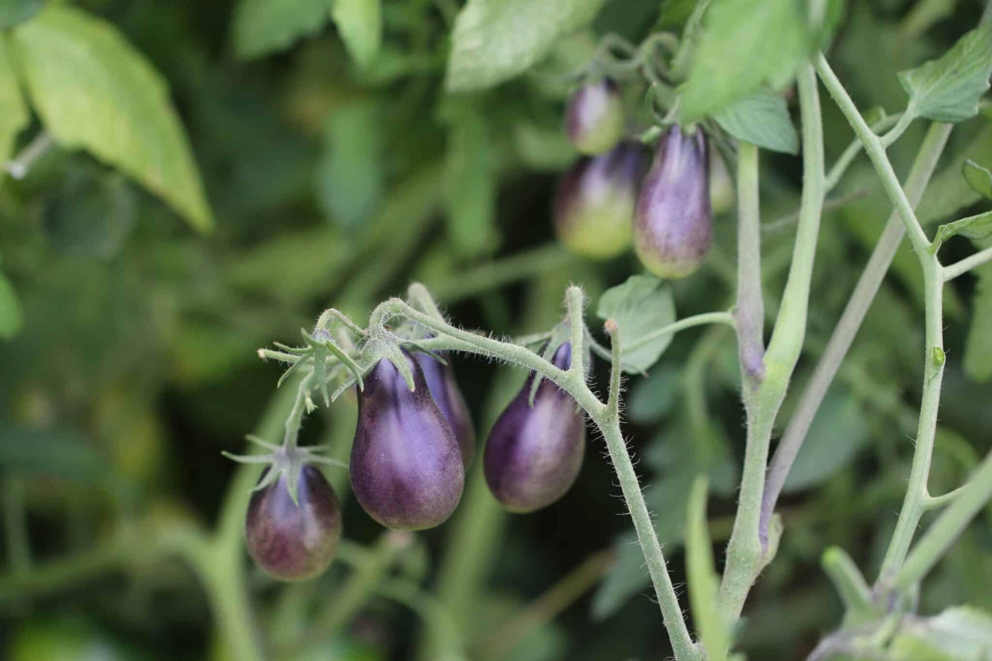 Indigo Pear Drop miniatyrbild 2