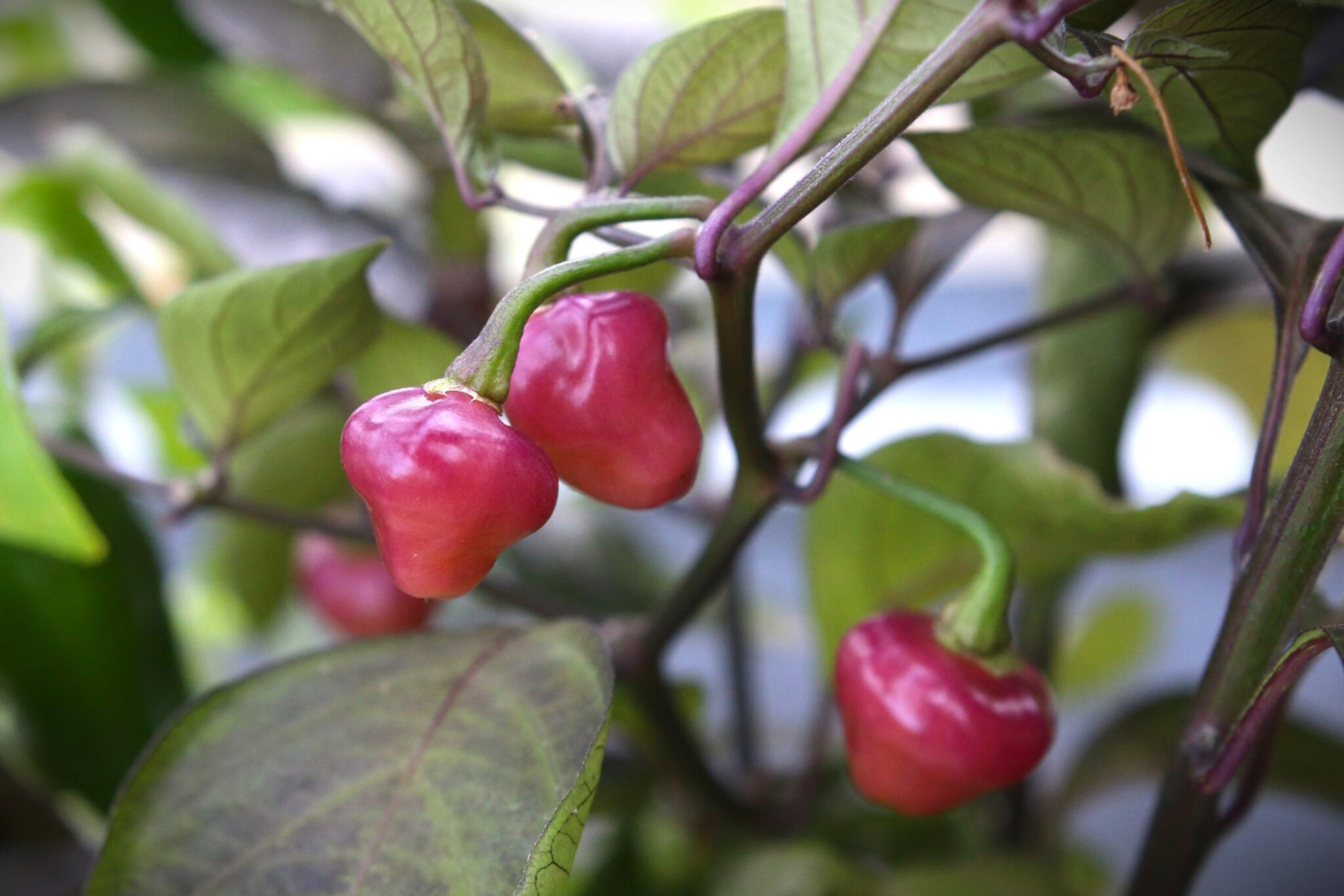 Cheiro Roxa - Svenskodlade chilifrön från Svenska Frön