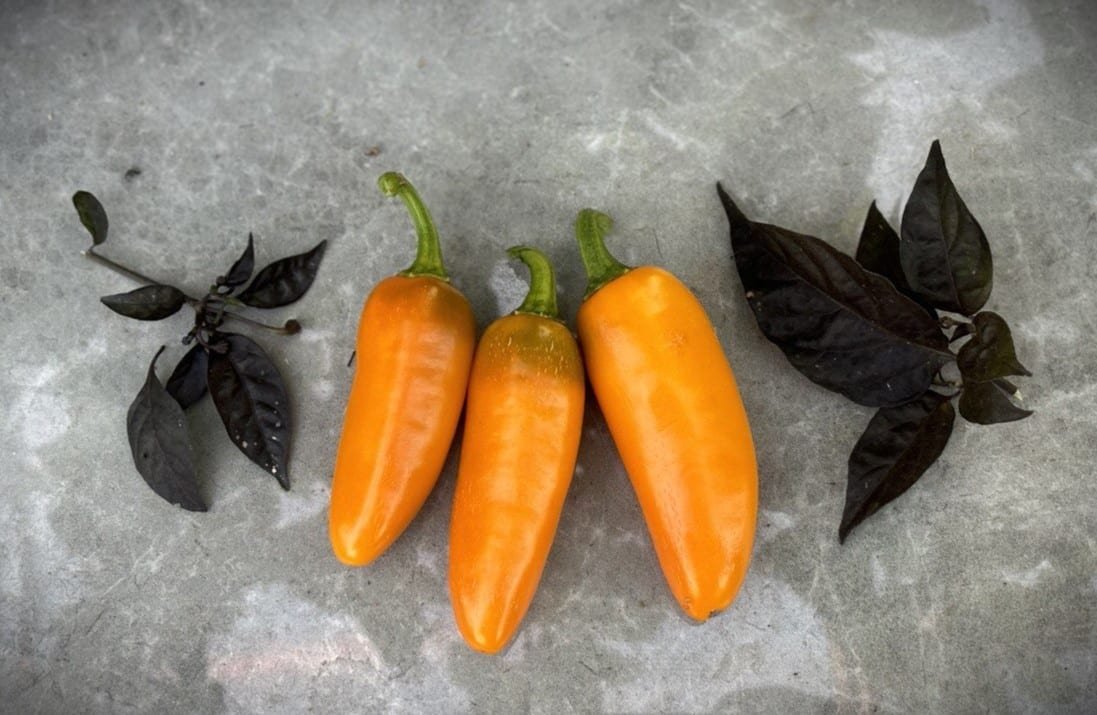 Köp Jalapeno Orange Spice - Chilifrön online hos Svenska Frön Jalapeno Orange Spice - Svenskodlade chilifrön från Svenska Frön