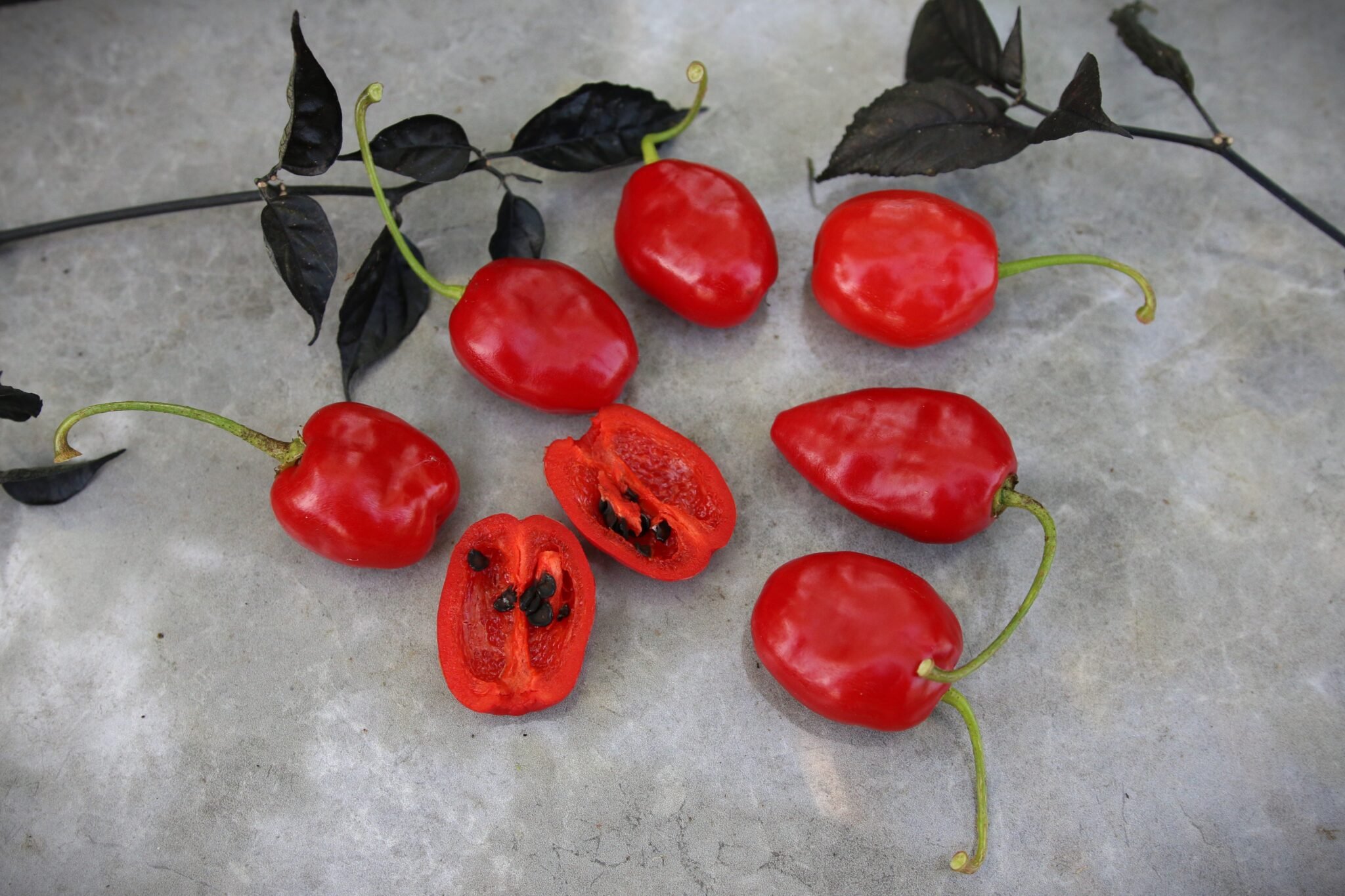 Köp Rocoto La Paz Rojo - Chilifrön online hos Svenska Frön Rocoto La Paz Rojo - Svenskodlade chilifrön från Svenska Frön