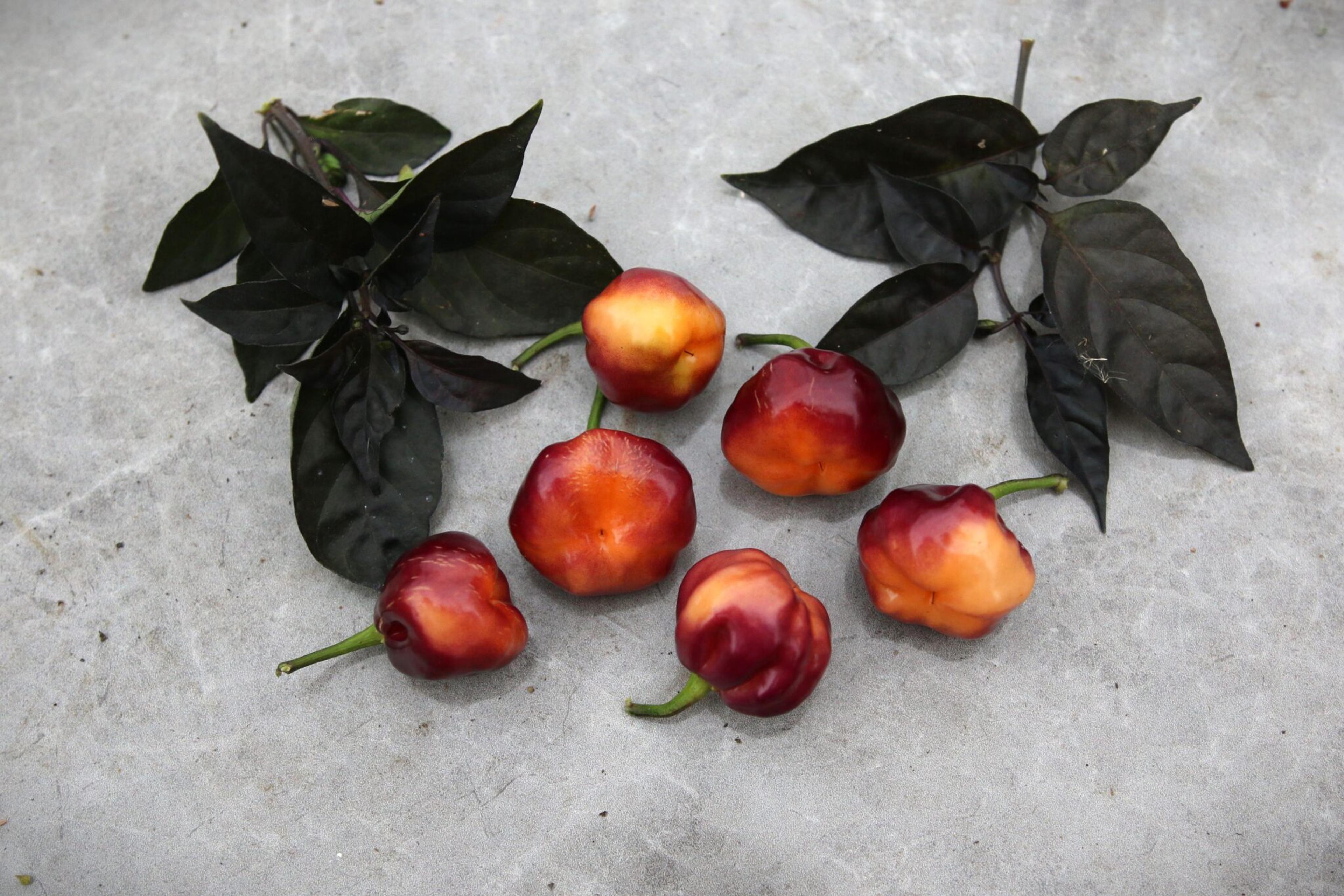 CGN 21500 miniatyrbild 2