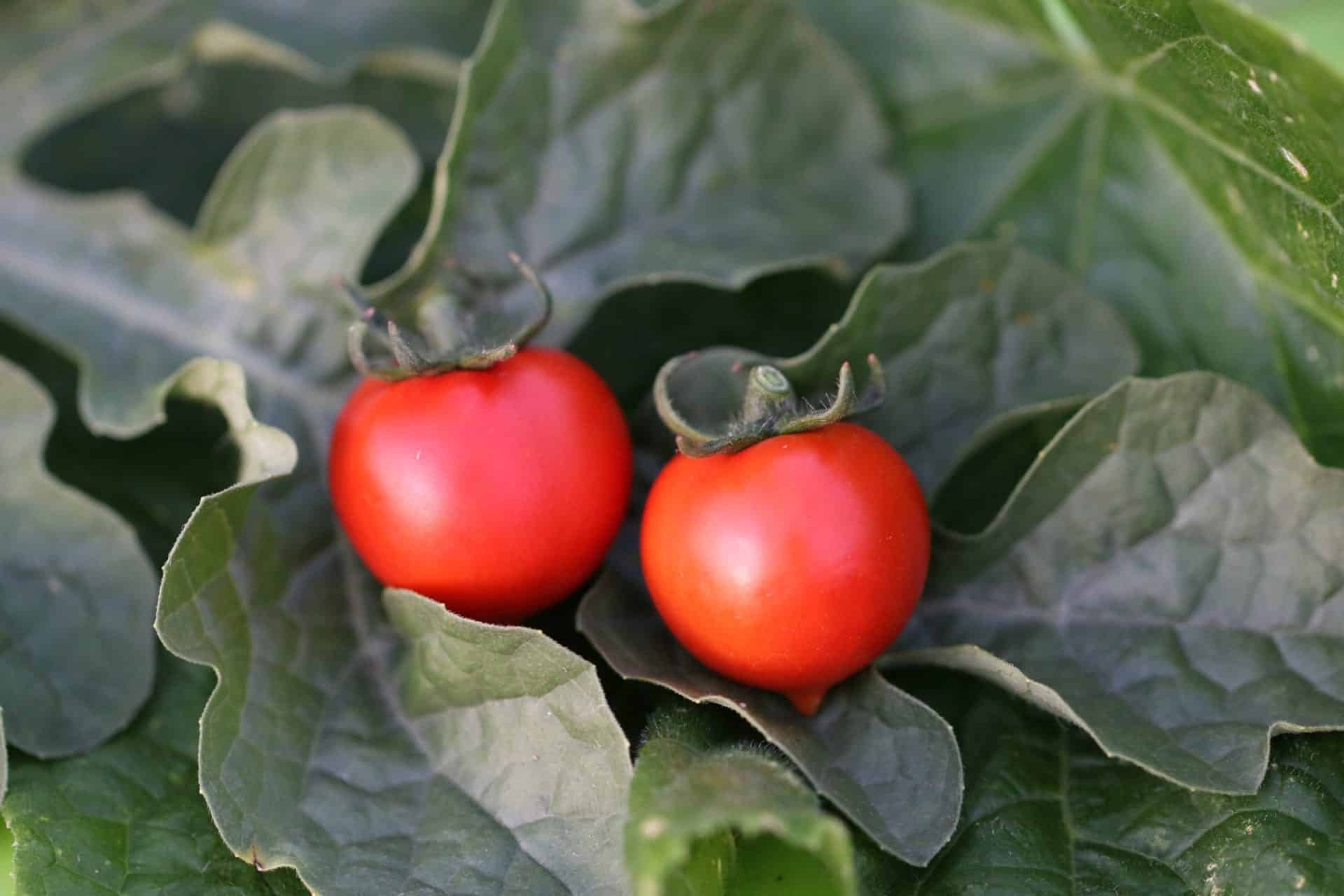 SPENCER - Svenskodlade tomatfrön från Svenska Frön