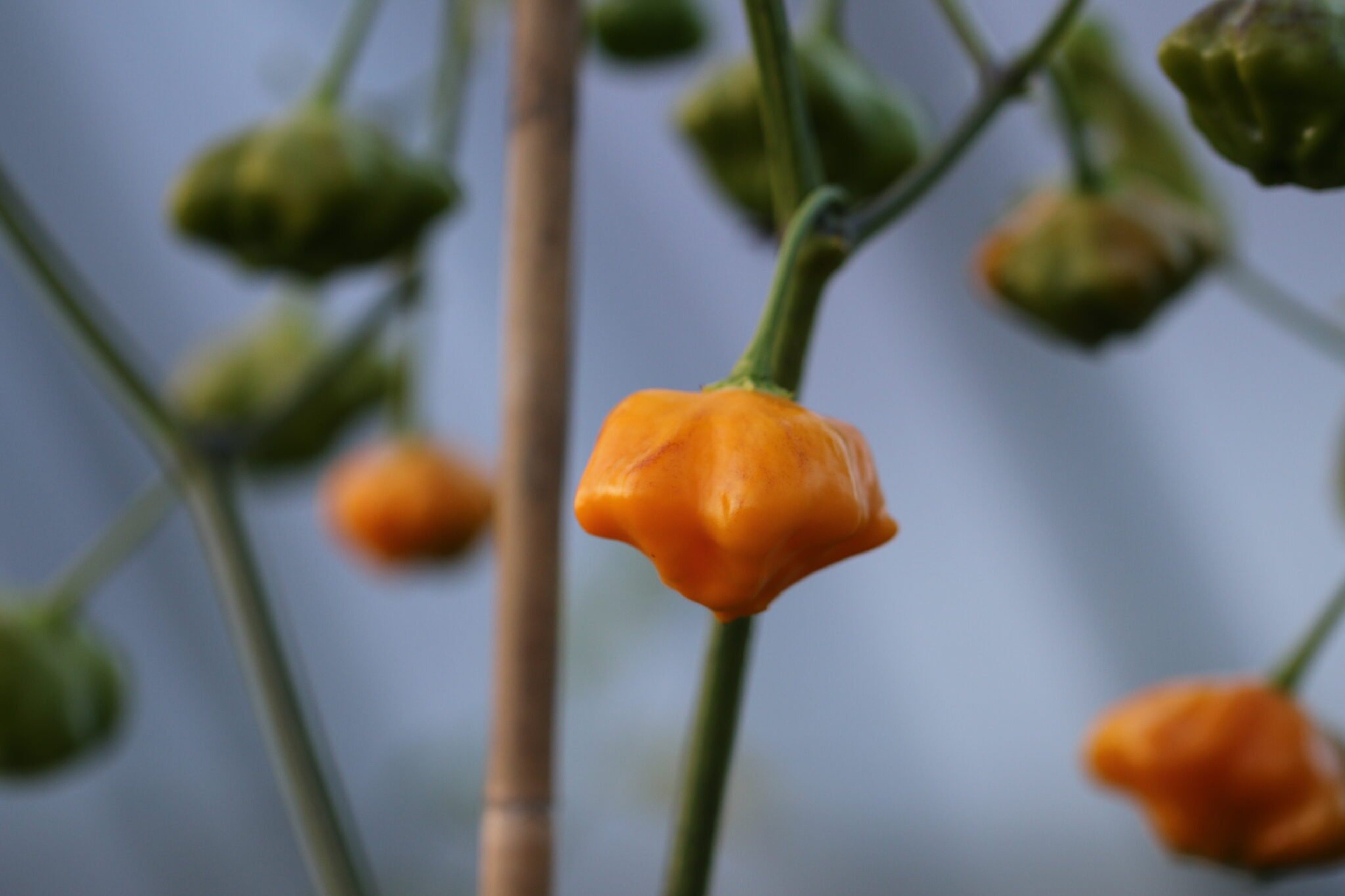 Brazilian Starfish Yellow - Svenskodlade chilifrön från Svenska Frön