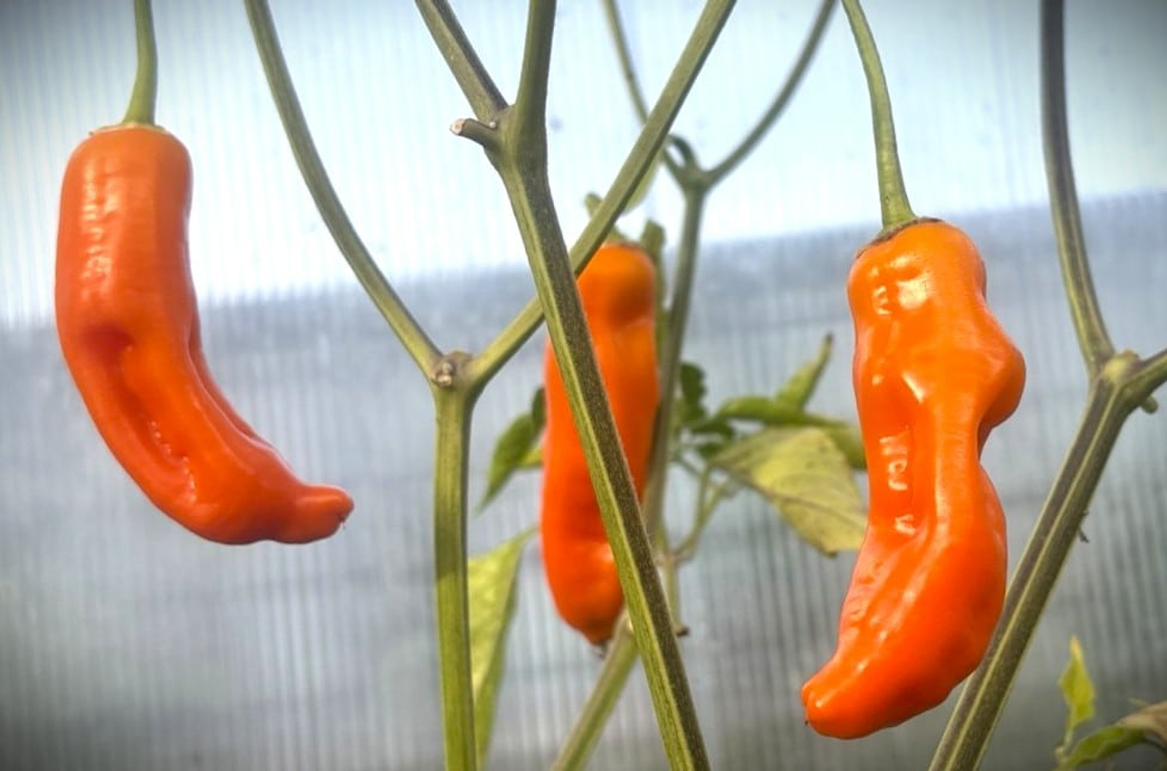 Aji Francos - Svenskodlade chilifrön från Svenska Frön